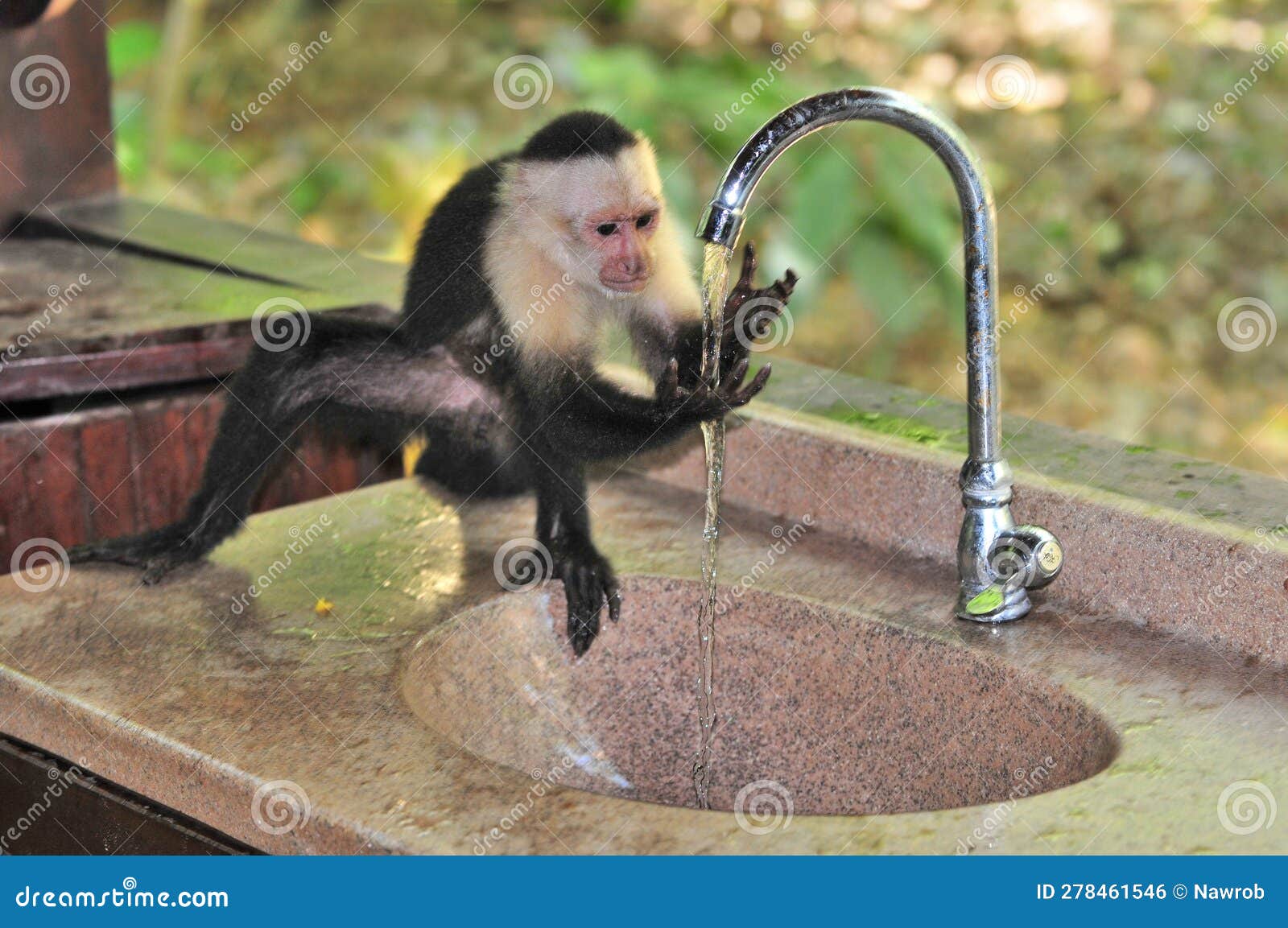 Wild Monkey Drinking Tap Water Editorial Photo Image of intelligence