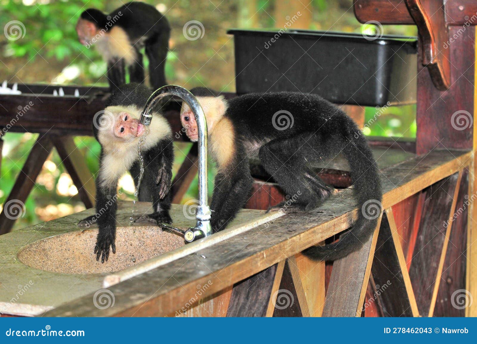 Wild Monkey Drinking Tap Water Editorial Stock Photo Image of