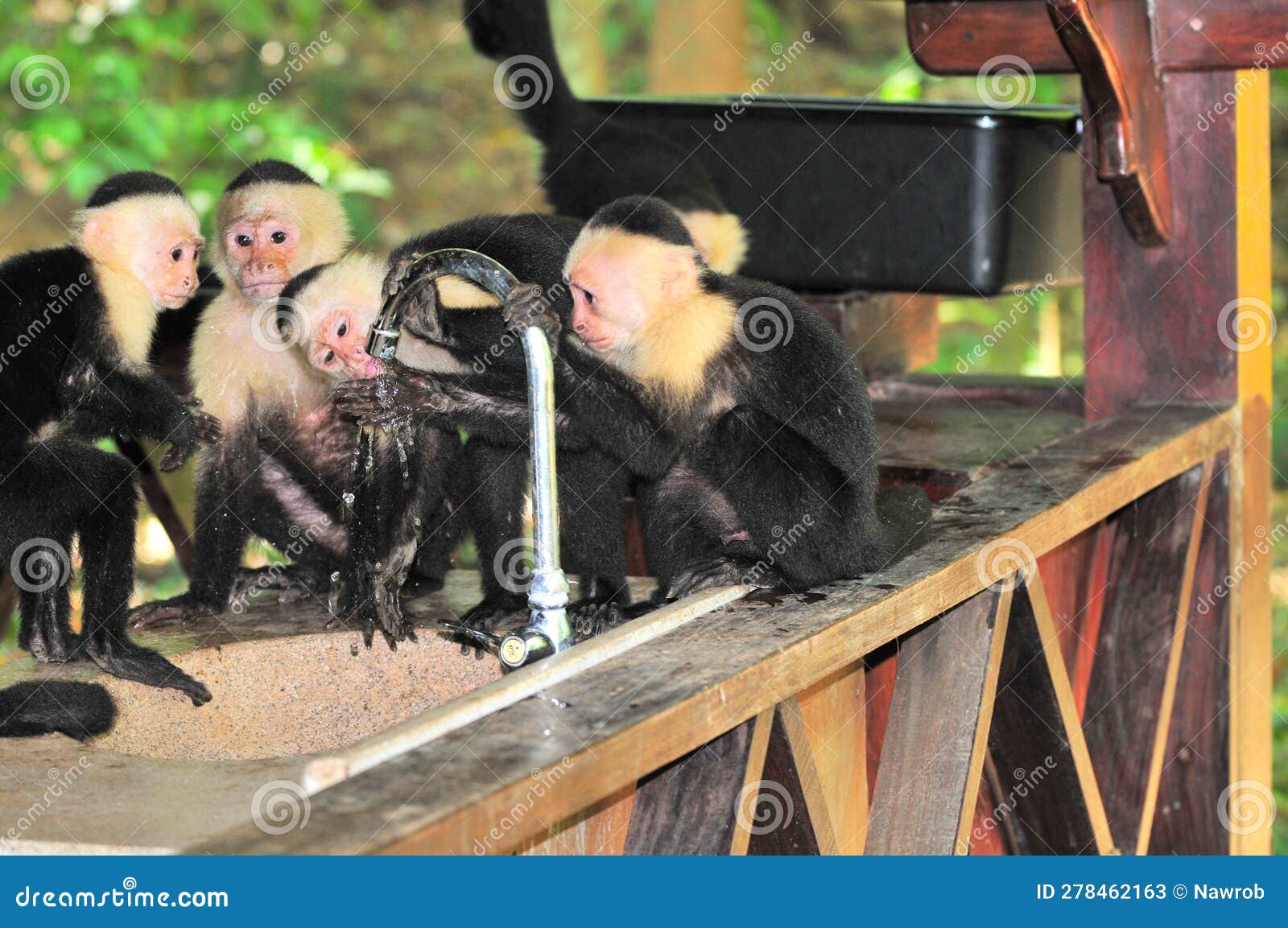 Wild Monkey Drinking Tap Water Editorial Stock Photo Image of rica