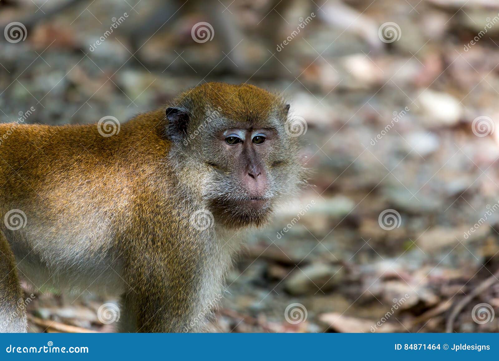 wild monkey at pulau ubin island
