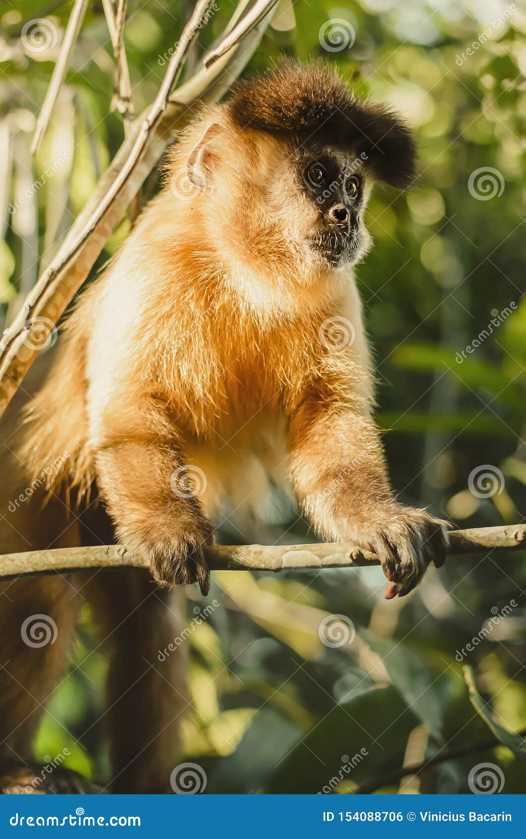 Wild Monkey on Top of a Tree, Macaco Prego Stock Photo - Image of cebus,  animal: 154088706
