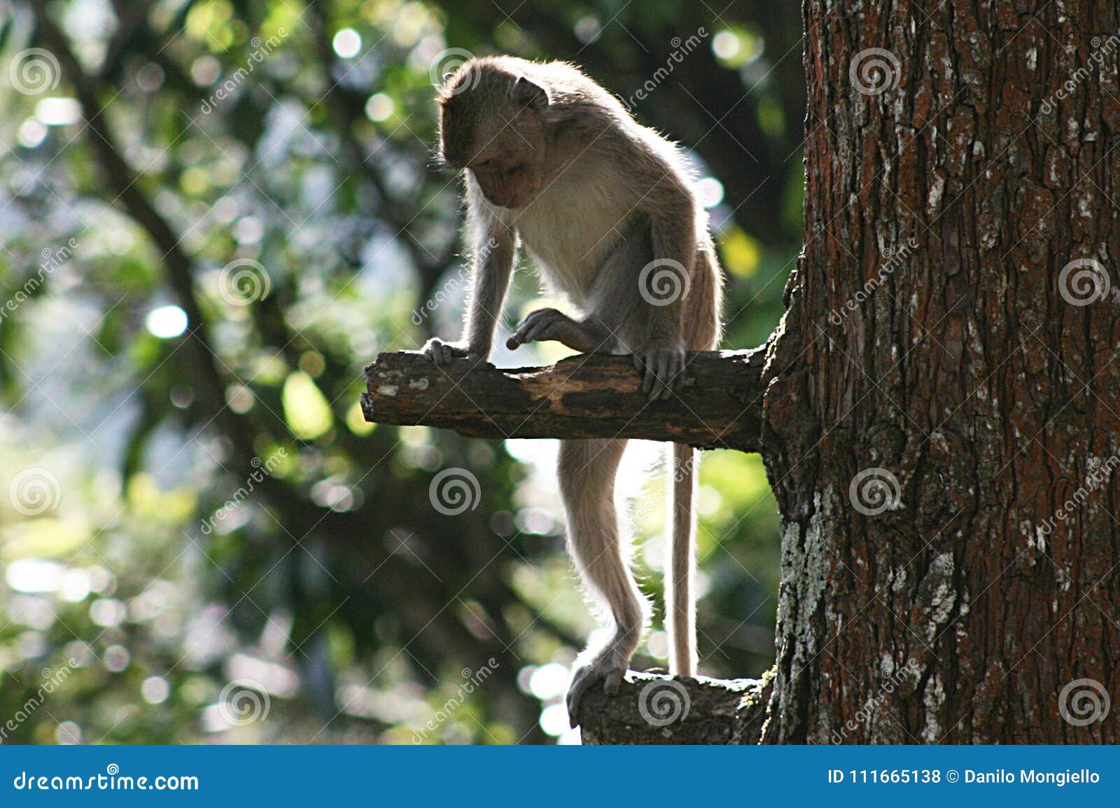 Java monkey in the wild and at home 81 Java monkey in the wild and at home 68