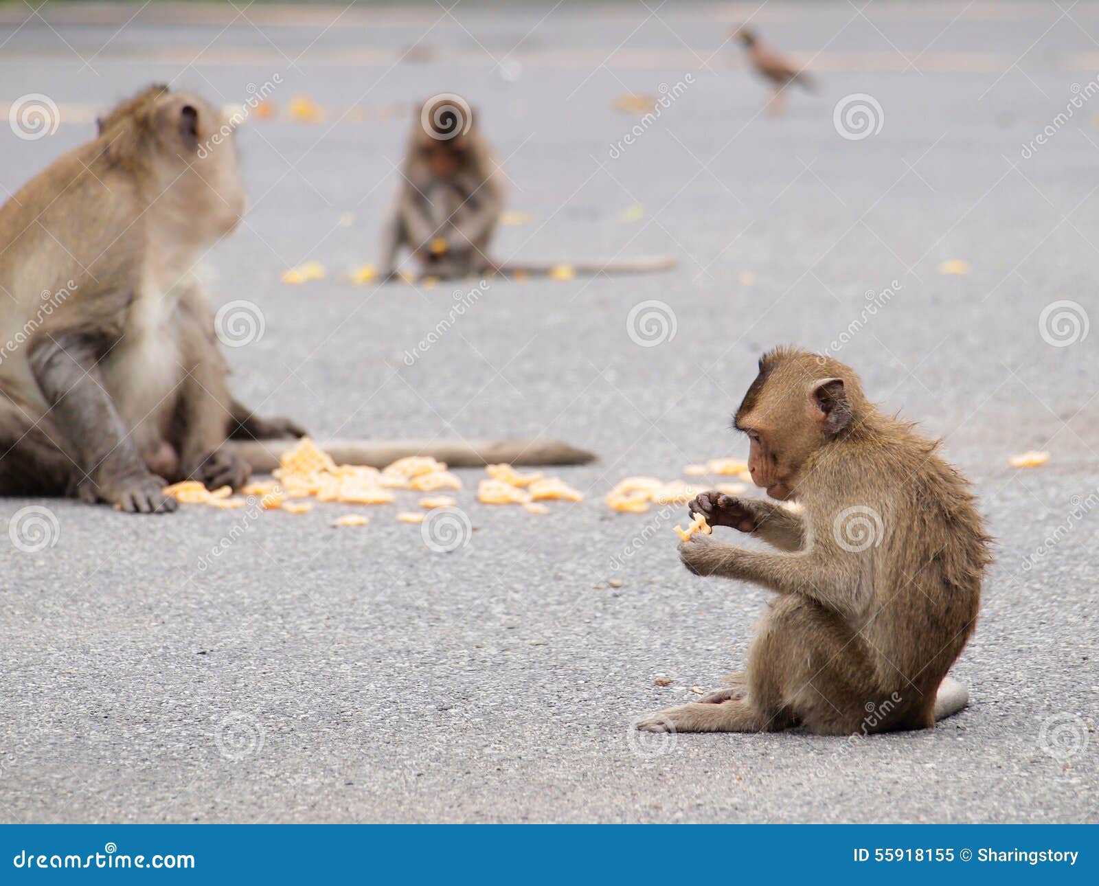 Wild Monkeys Eating People Food Stock Image Image of eating, mammal 55918155