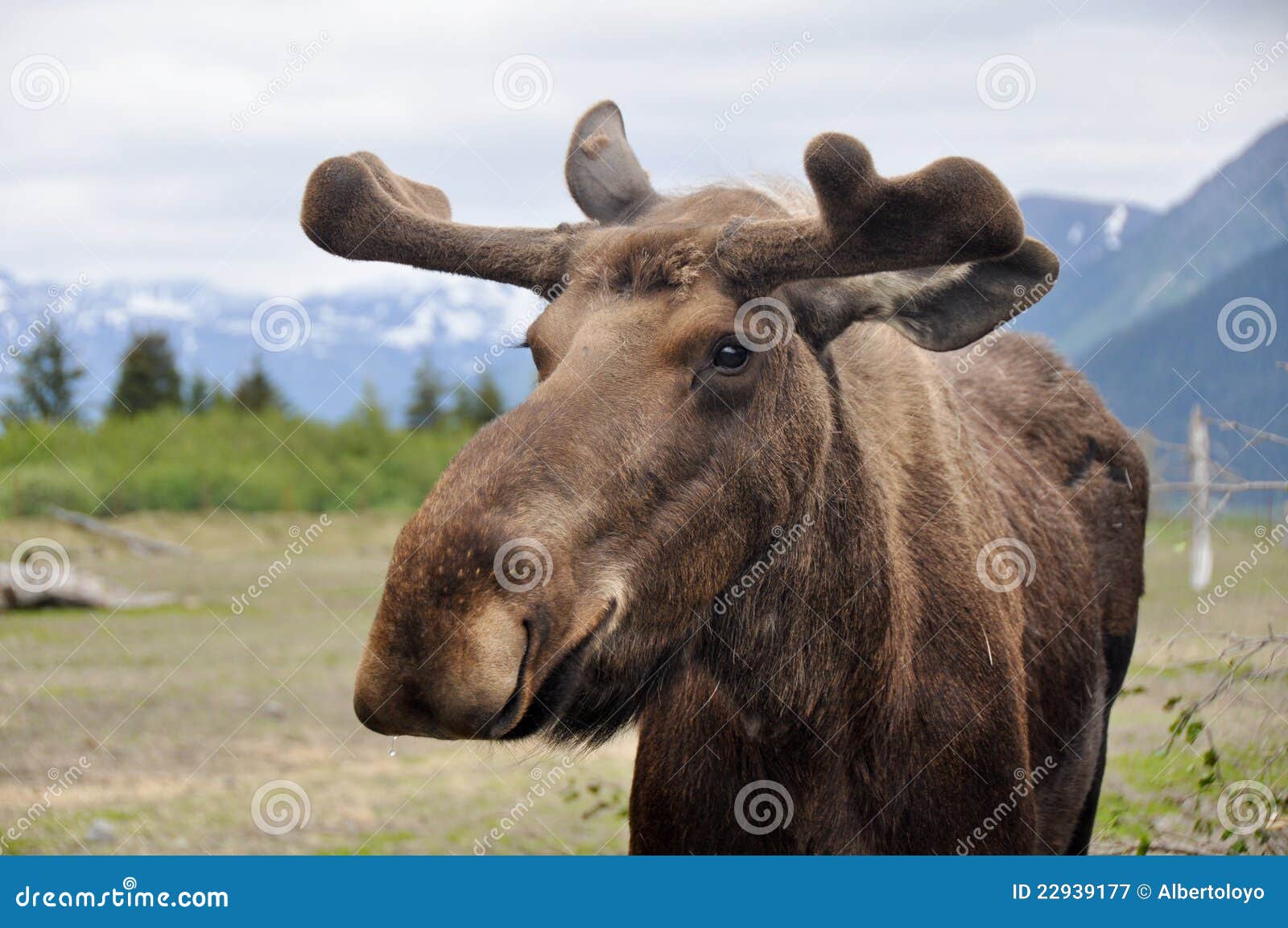 Wild moose, Alaska stock image. Image of wildlife, mammal 22939177