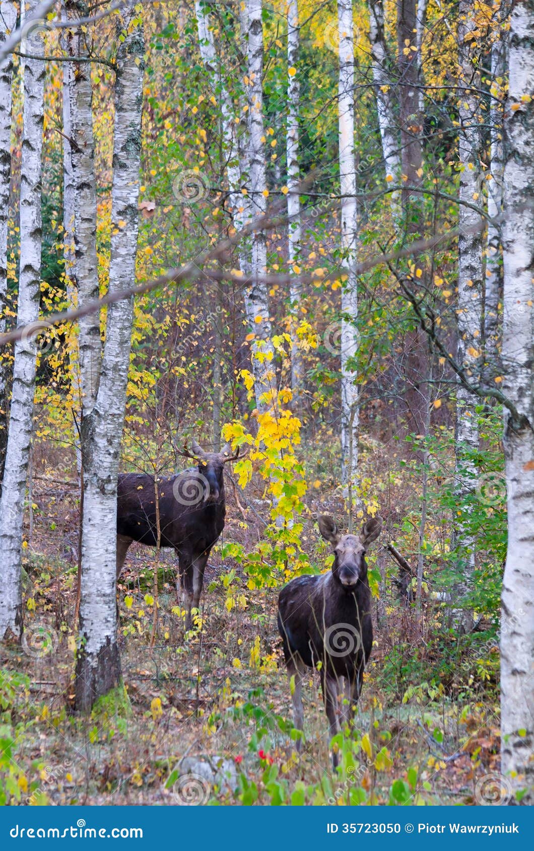 Pin by Norbert Kocsis on My likes Moose pictures, Nature animals, Moose