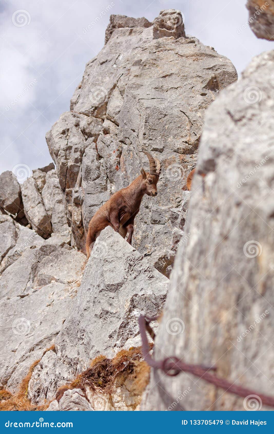 wild mountain goats in lechquellengebirge mountains