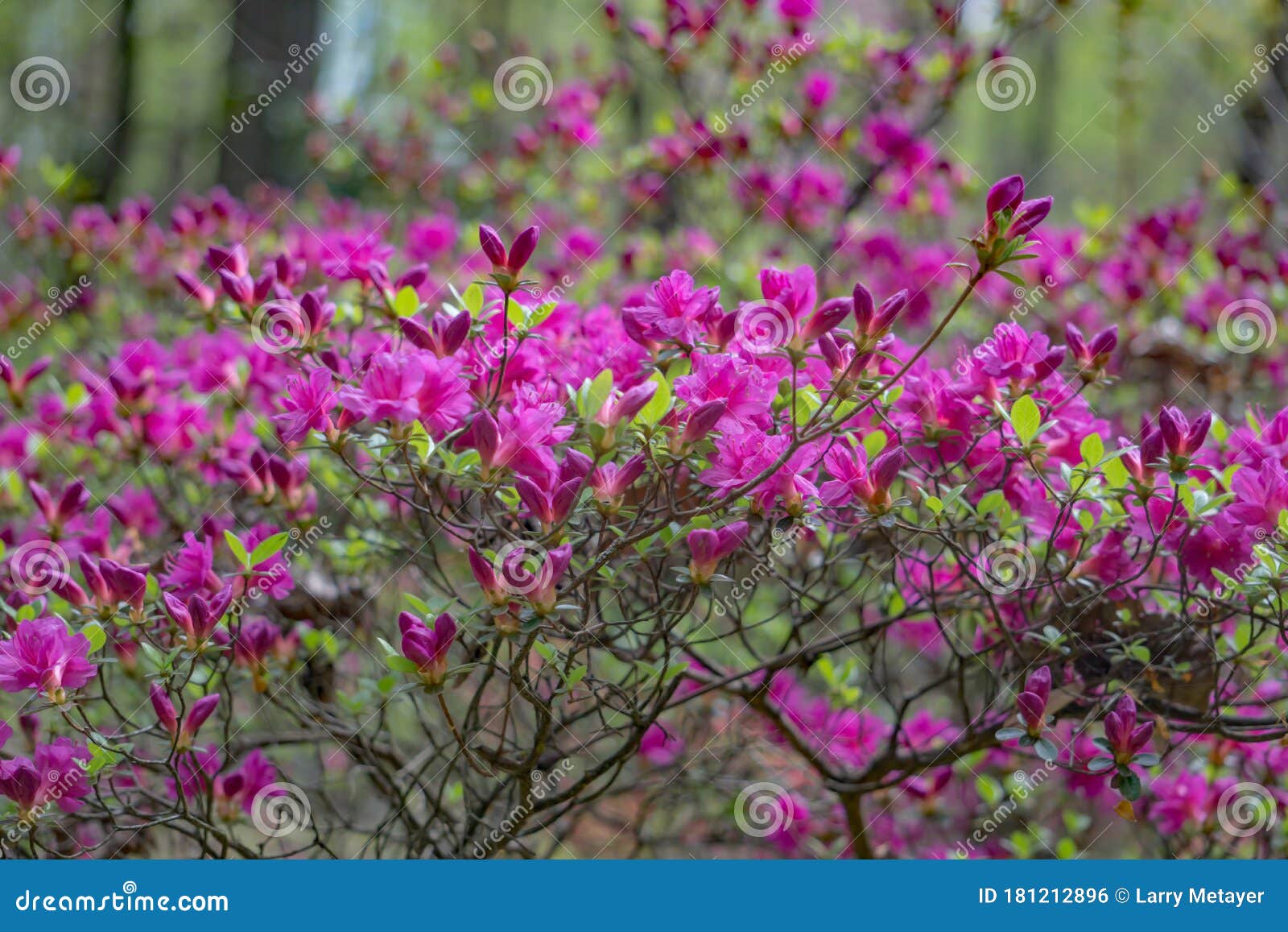Wild Mountain Pink Azalea Bush Stock Photo Image Of Appalachia Bloom 181212896