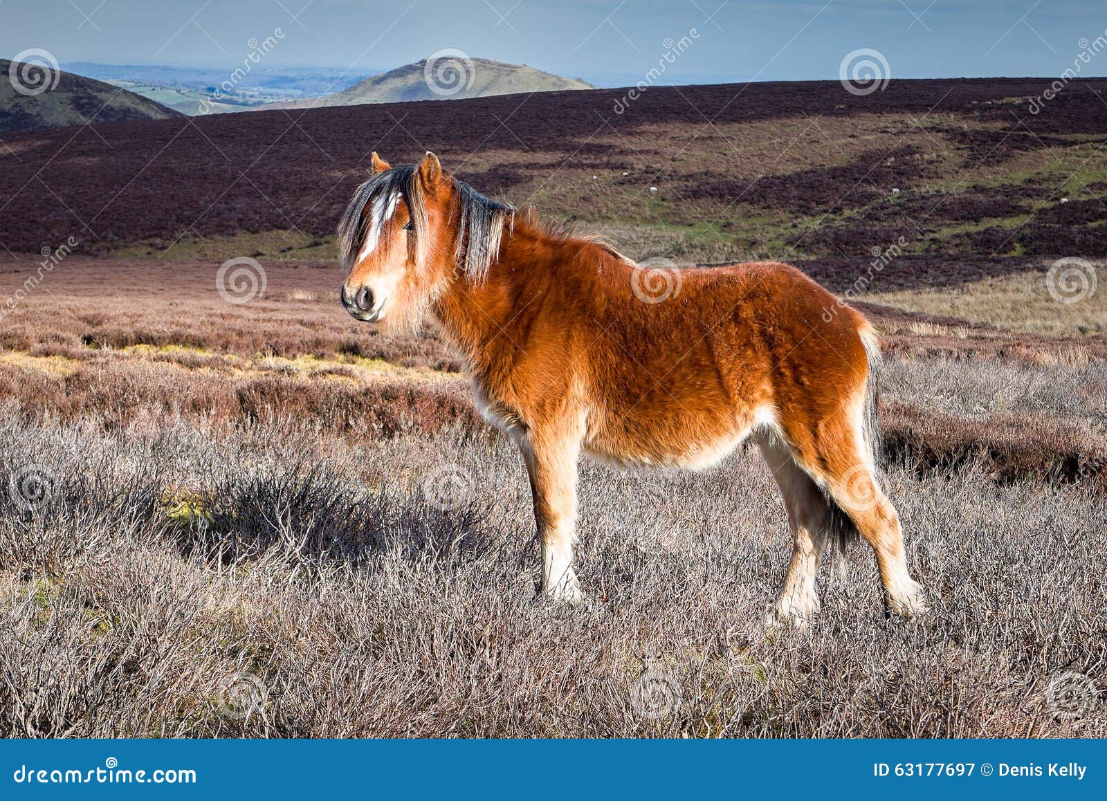 wild mountain pony in shropshire hills, england