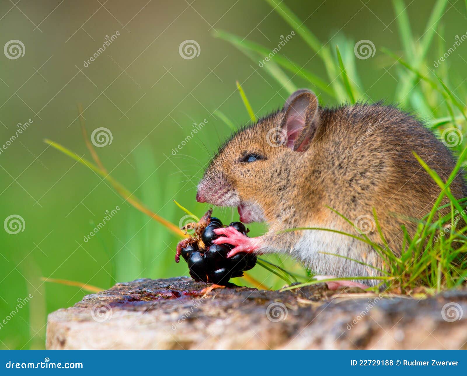 bosmuis: Wild ears, Mouse Image of Eating - Raspberry Stock 22729188 Photo