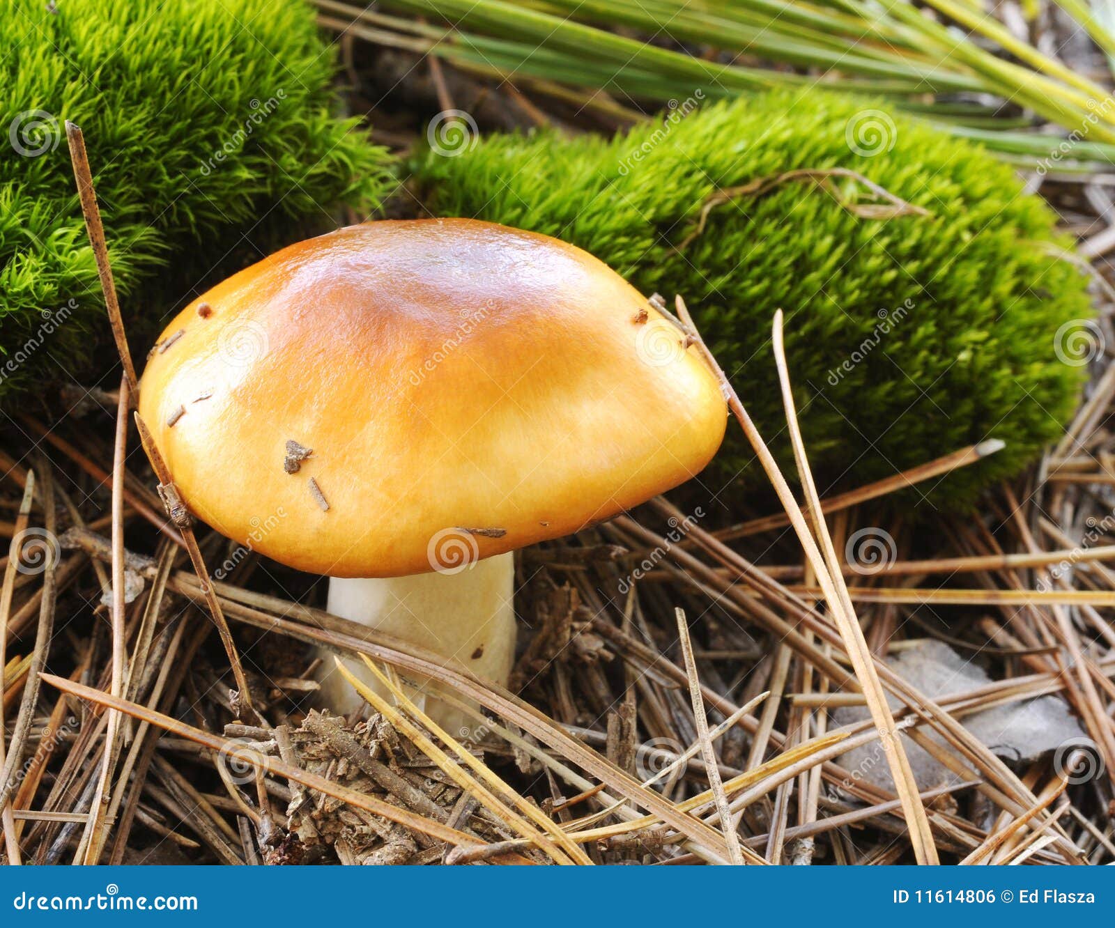Wild Mushroom stock photo. Image of fall, mushroom, plant 11614806