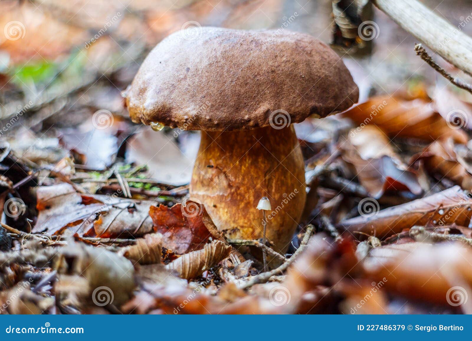 Wild Mushroom with Brown Cap Stock Image Image of floor, overhead 227486379