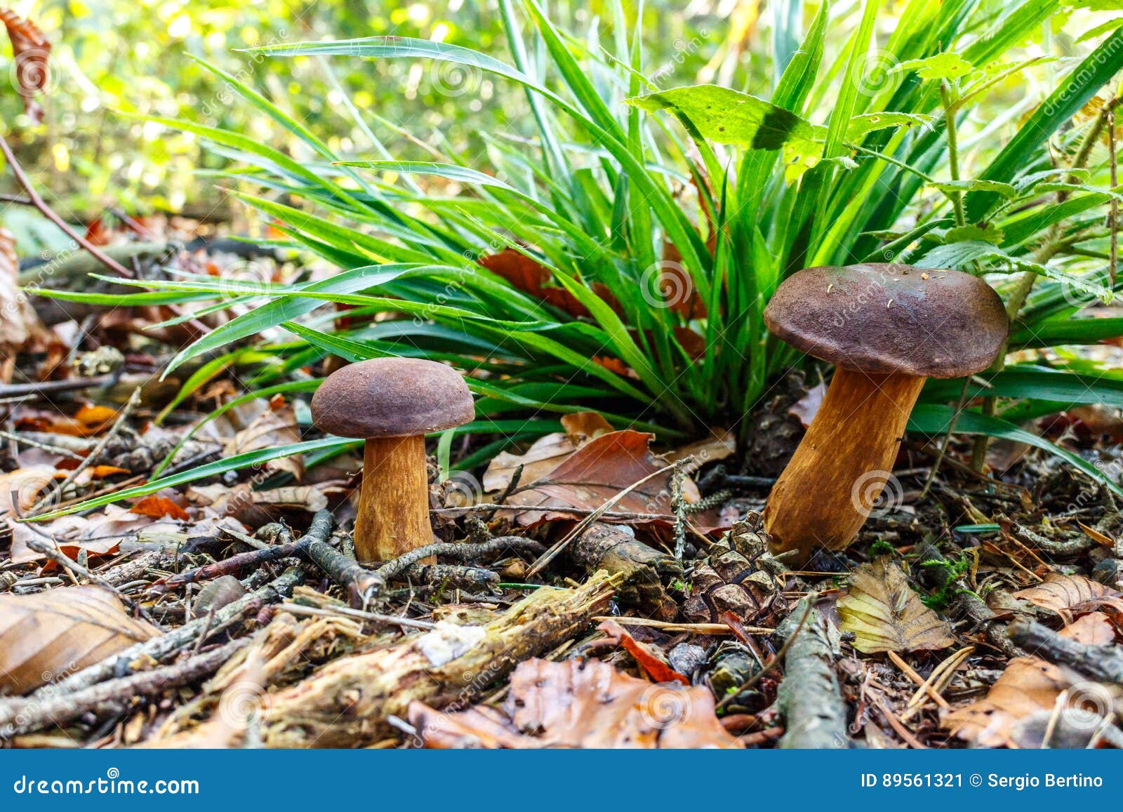 Wild Mushroom with Brown Cap Stock Image Image of ground, needles 89561321