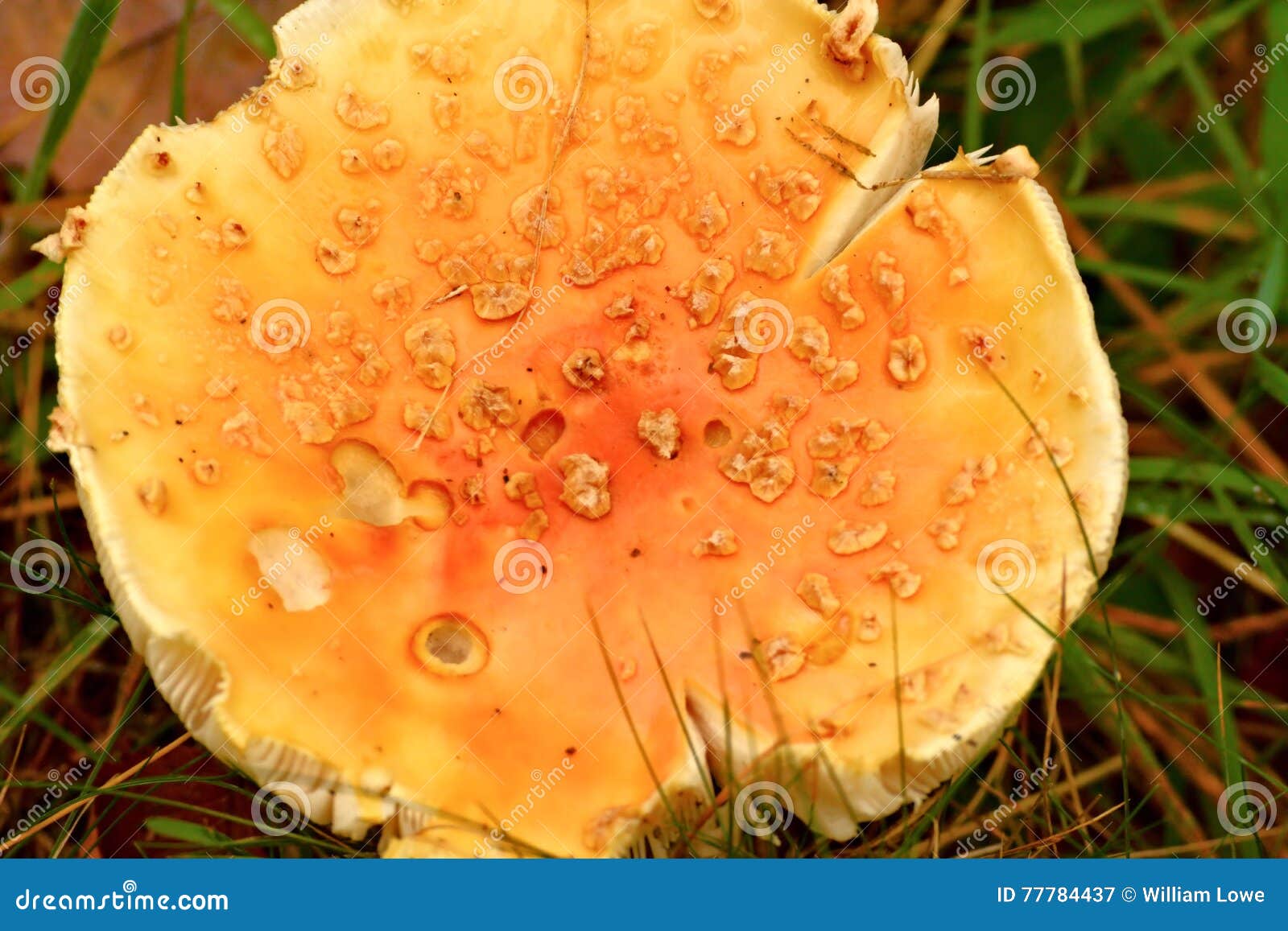 Wild mushroom stock image. Image of forest, shade, close 77784437