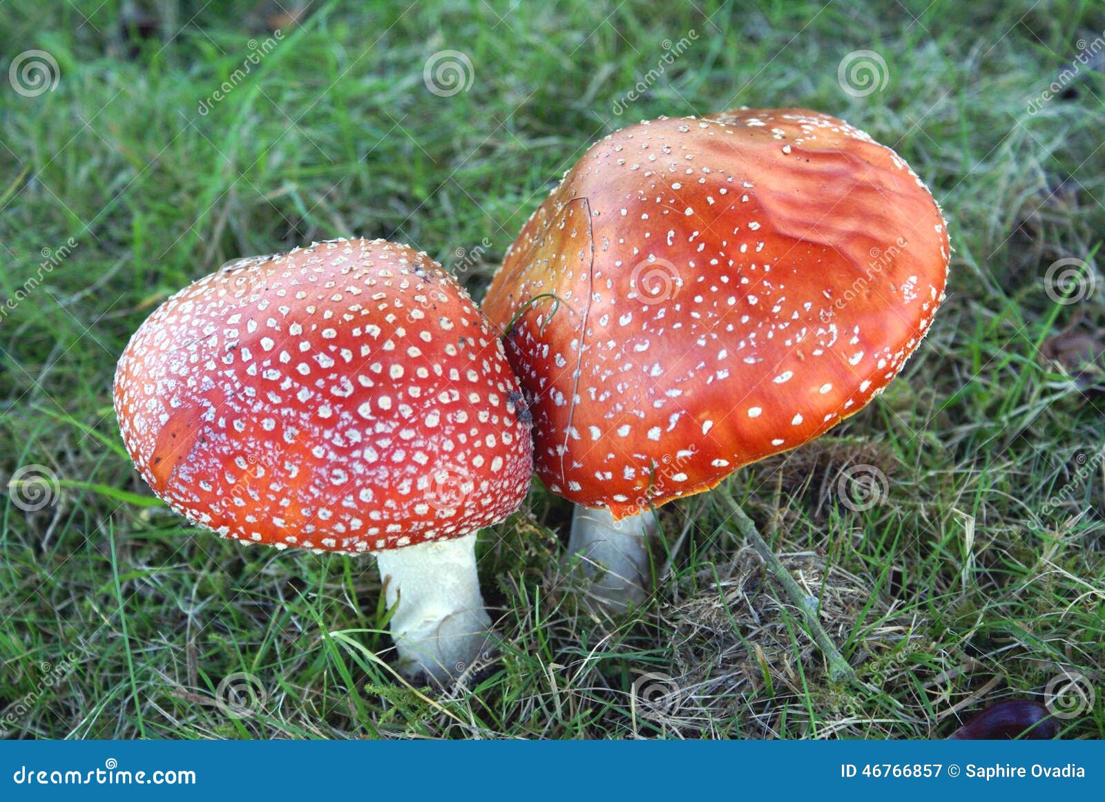 Wild mushroom stock image. Image of mushroom, pair, fungi 46766857