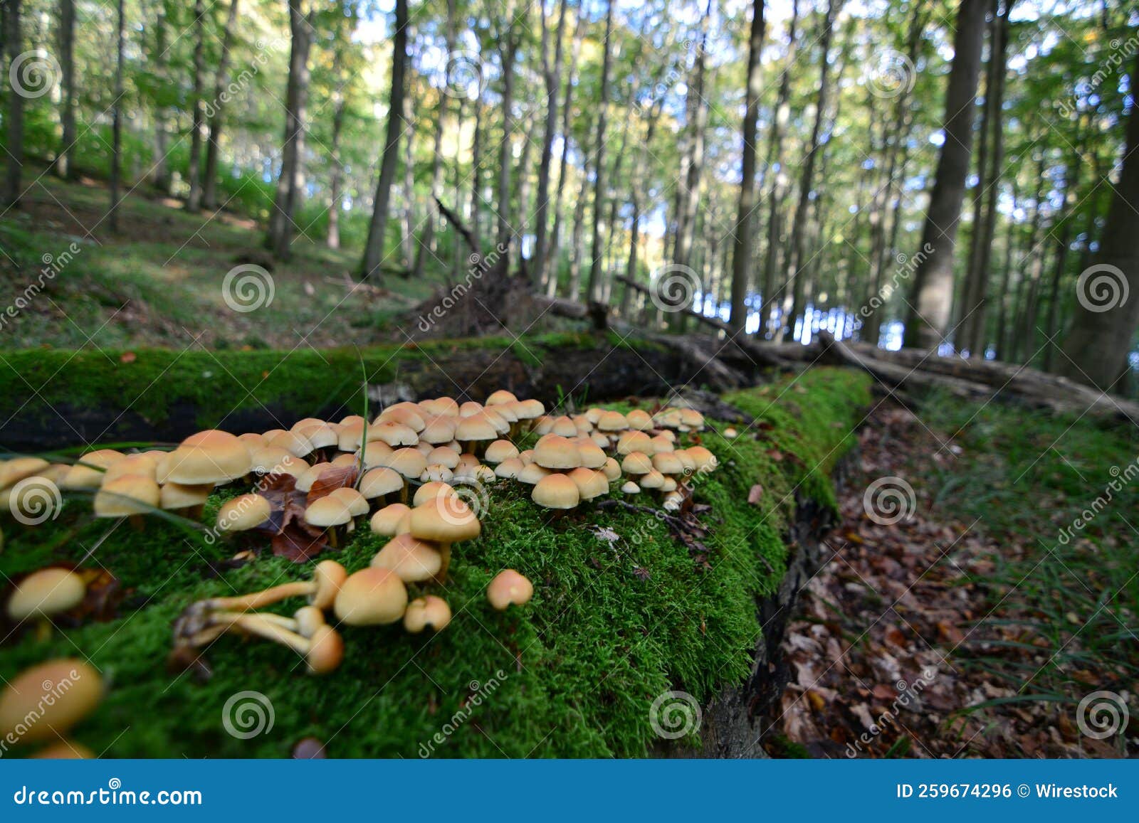 Wild Mushroom Growing on the Tree Covered with Moss Stock Photo Image