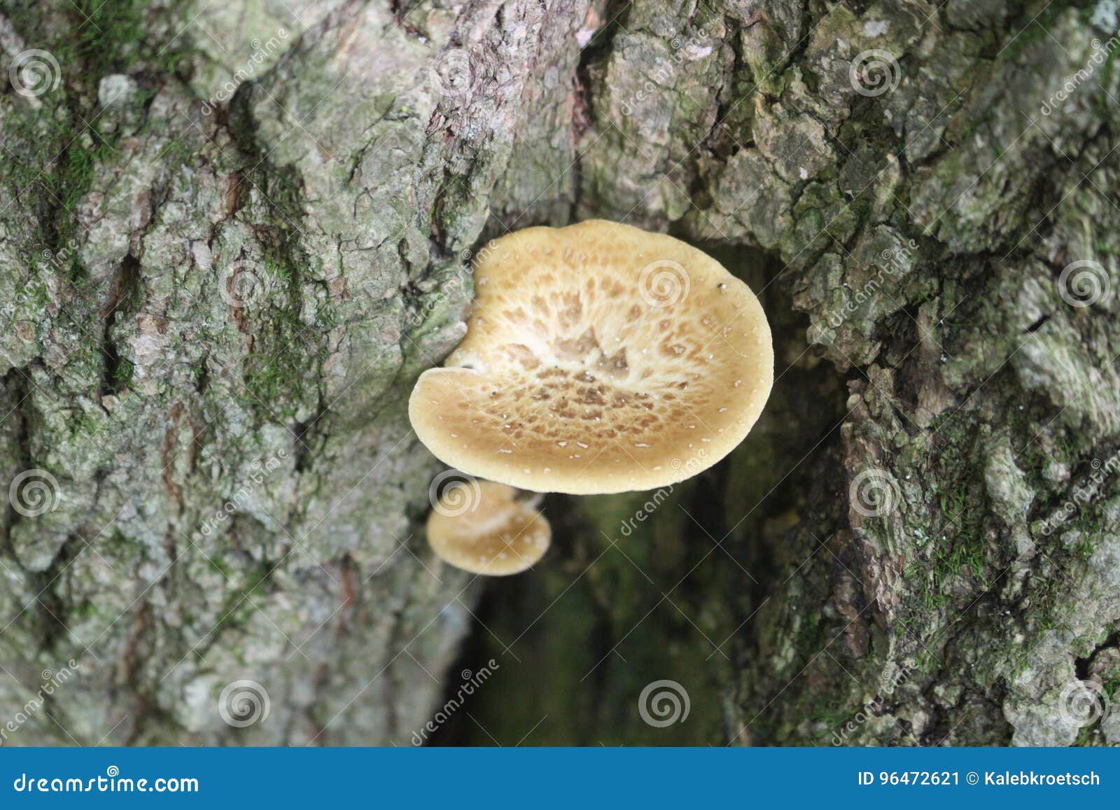 Wild Mushroom Growing on Tree Stock Image Image of grows, texture