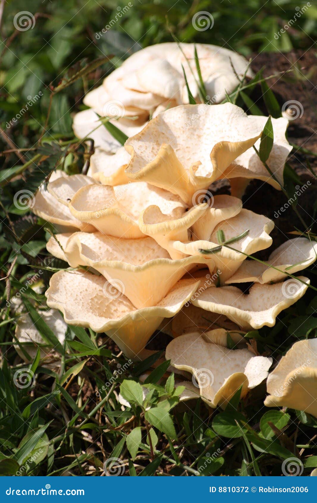 Wild Mushroom in Kerala stock photo. Image of yellow, edible 8810372