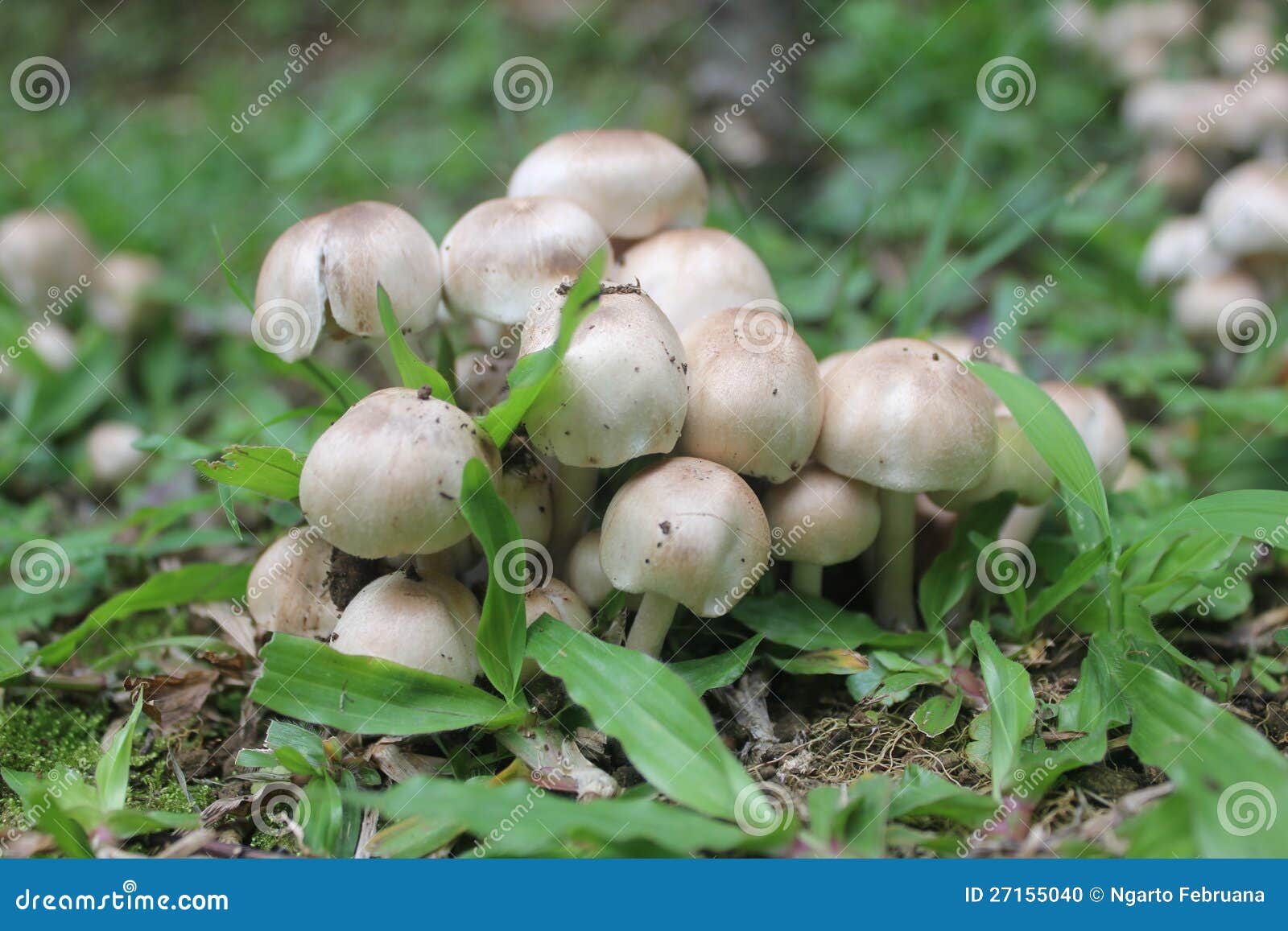 Wild Mushroom Plant stock photo. Image of herb, herbs 27155040