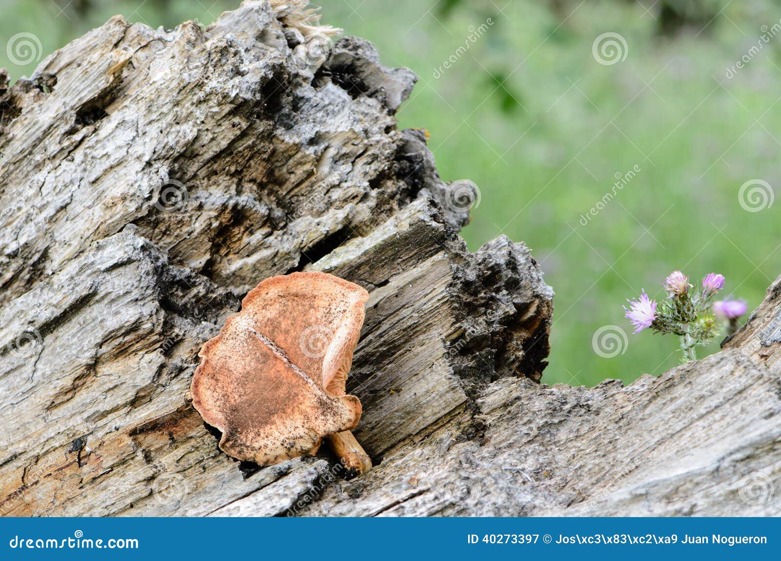 wild mushroom on the trunk of a fallen tree ii