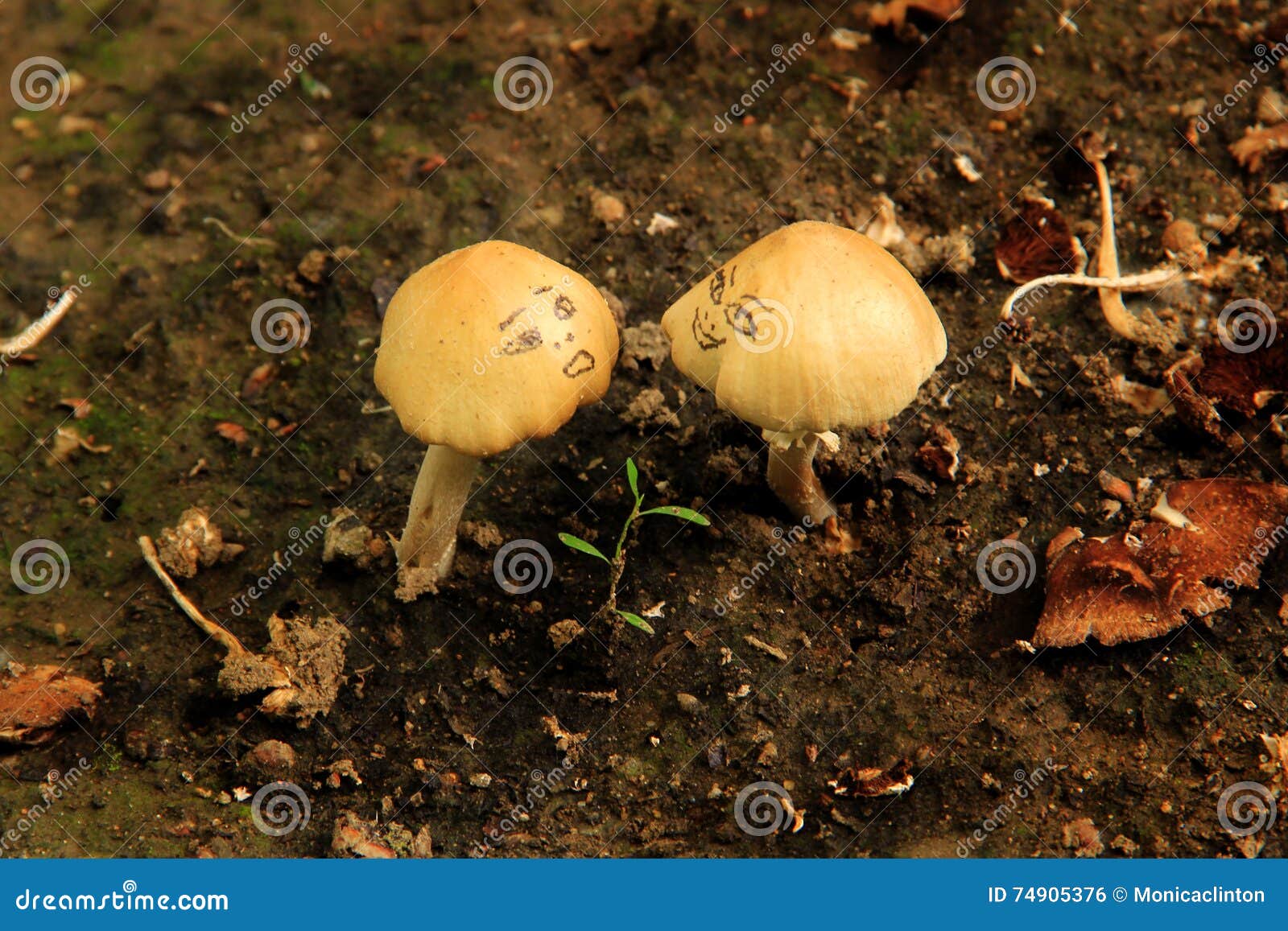 Wild Mushrooms with Funny Face Stock Photo - Image of fungus, ground:  74905376