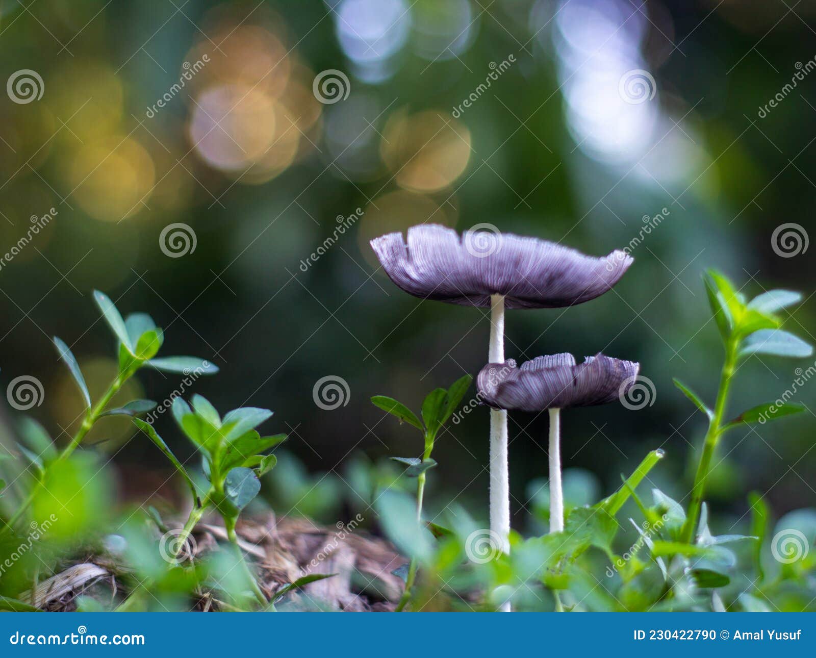 Wild Mushrooms in the Garden Stock Photo Image of brown, fall 230422790