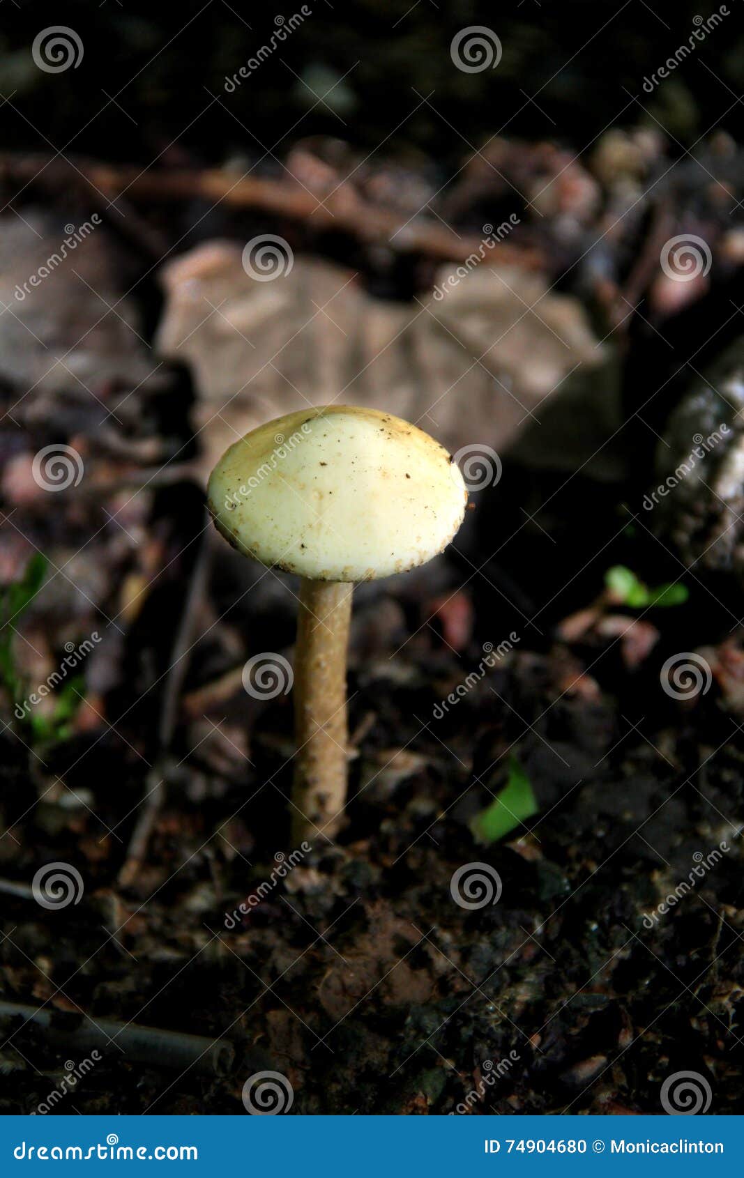 Wild Mushrooms Growing after Rain Stock Photo Image of mushroom