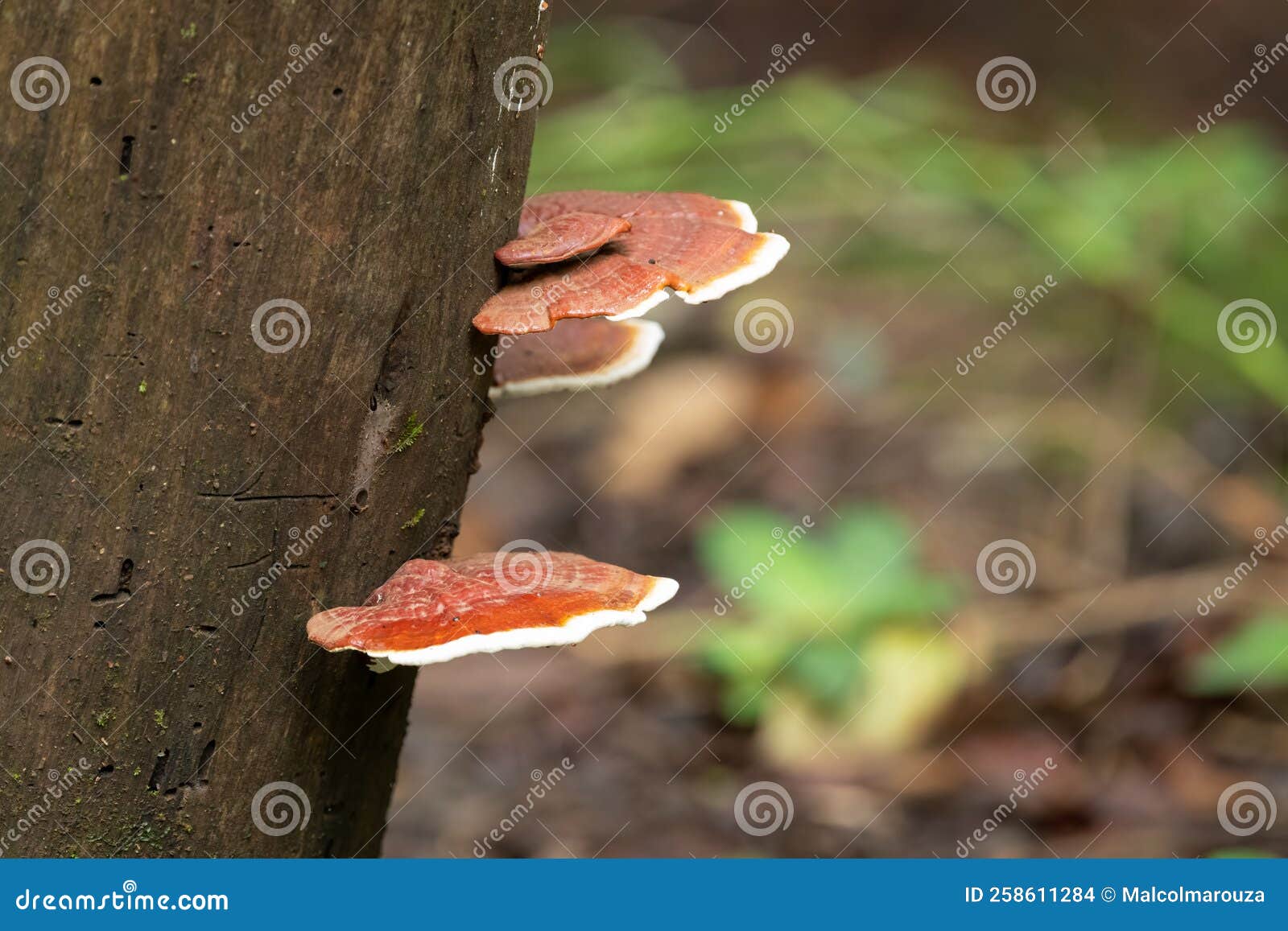 Wild Mushrooms Growing on a Tree in the Forest Stock Photo Image of