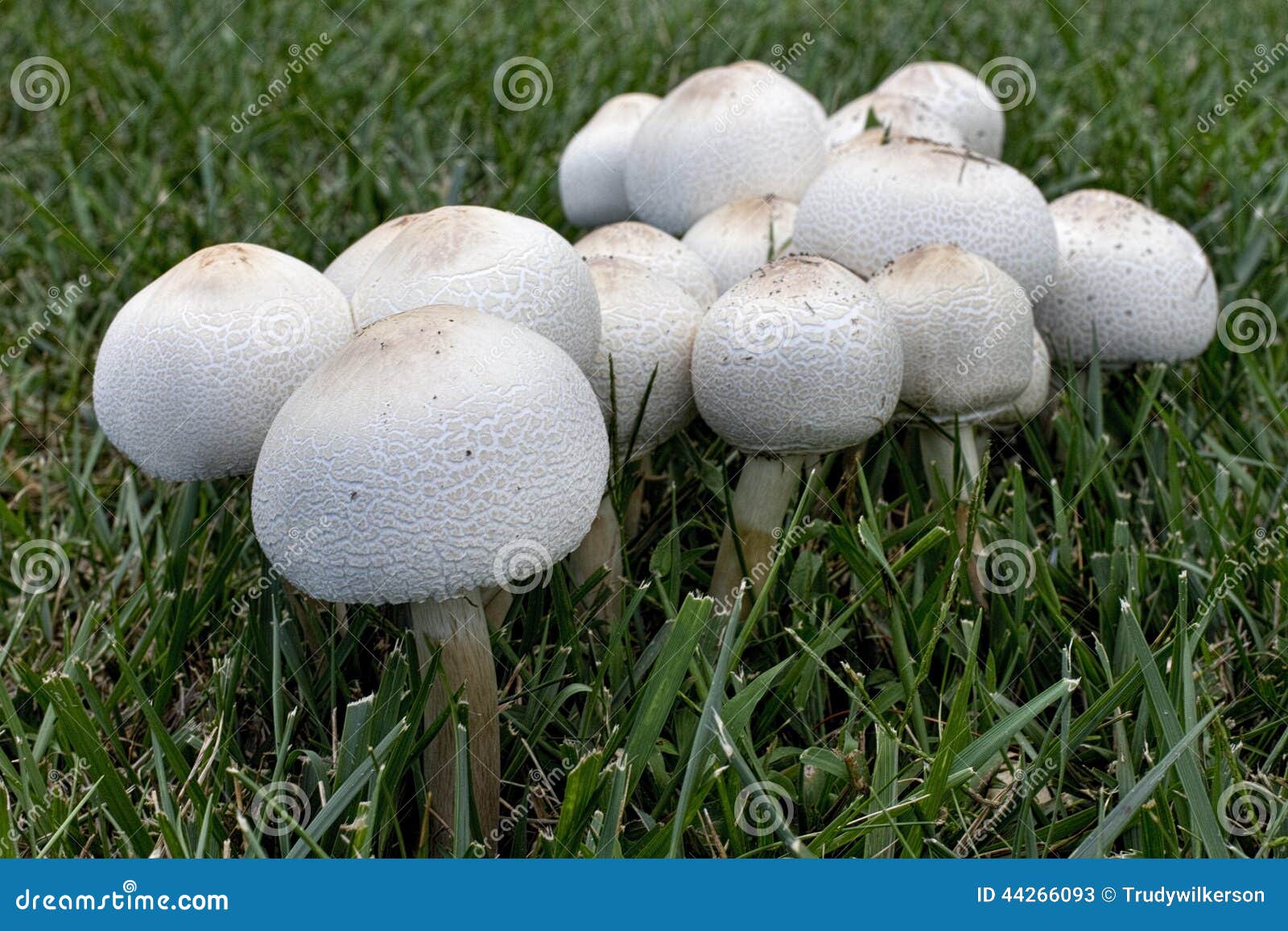 Wild Mushrooms Growing In Yard Stock Image Image Of Wild Fungus