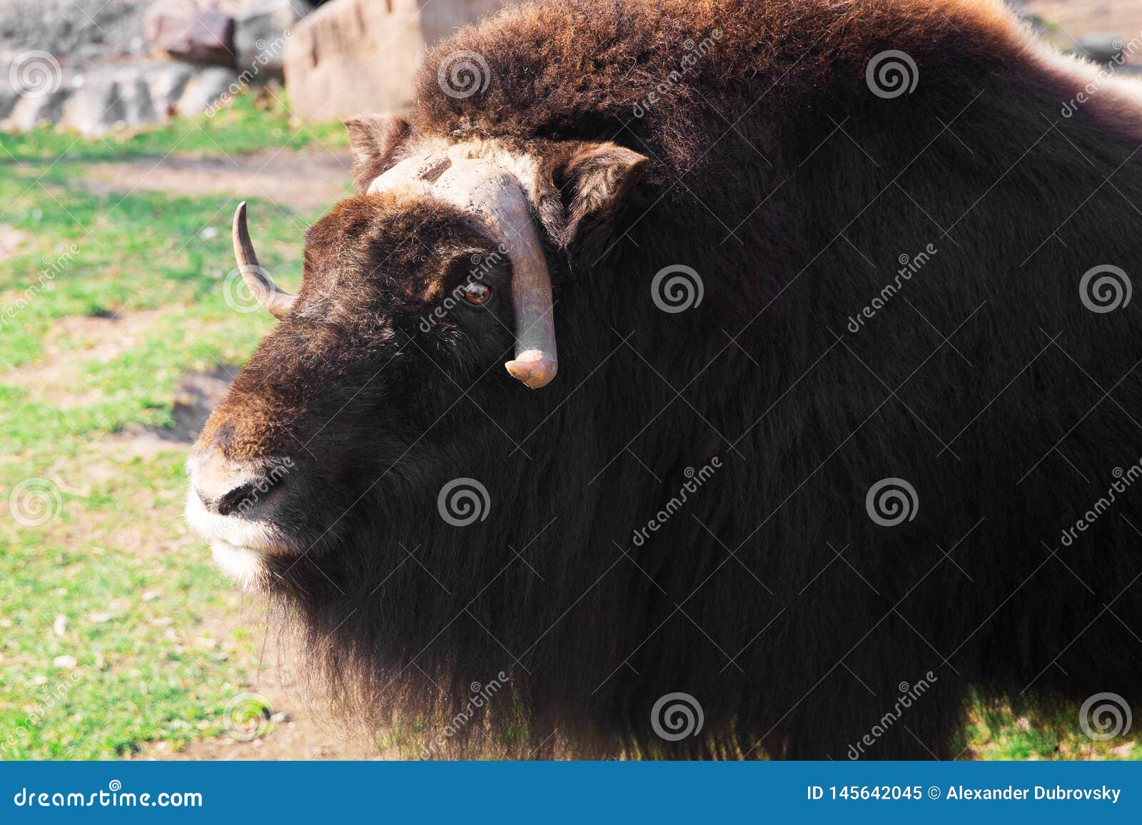 Wild Musk Ox in the Nature. Wildlife of Big Animals Stock Image - Image of  oxen, outdoors: 145642045