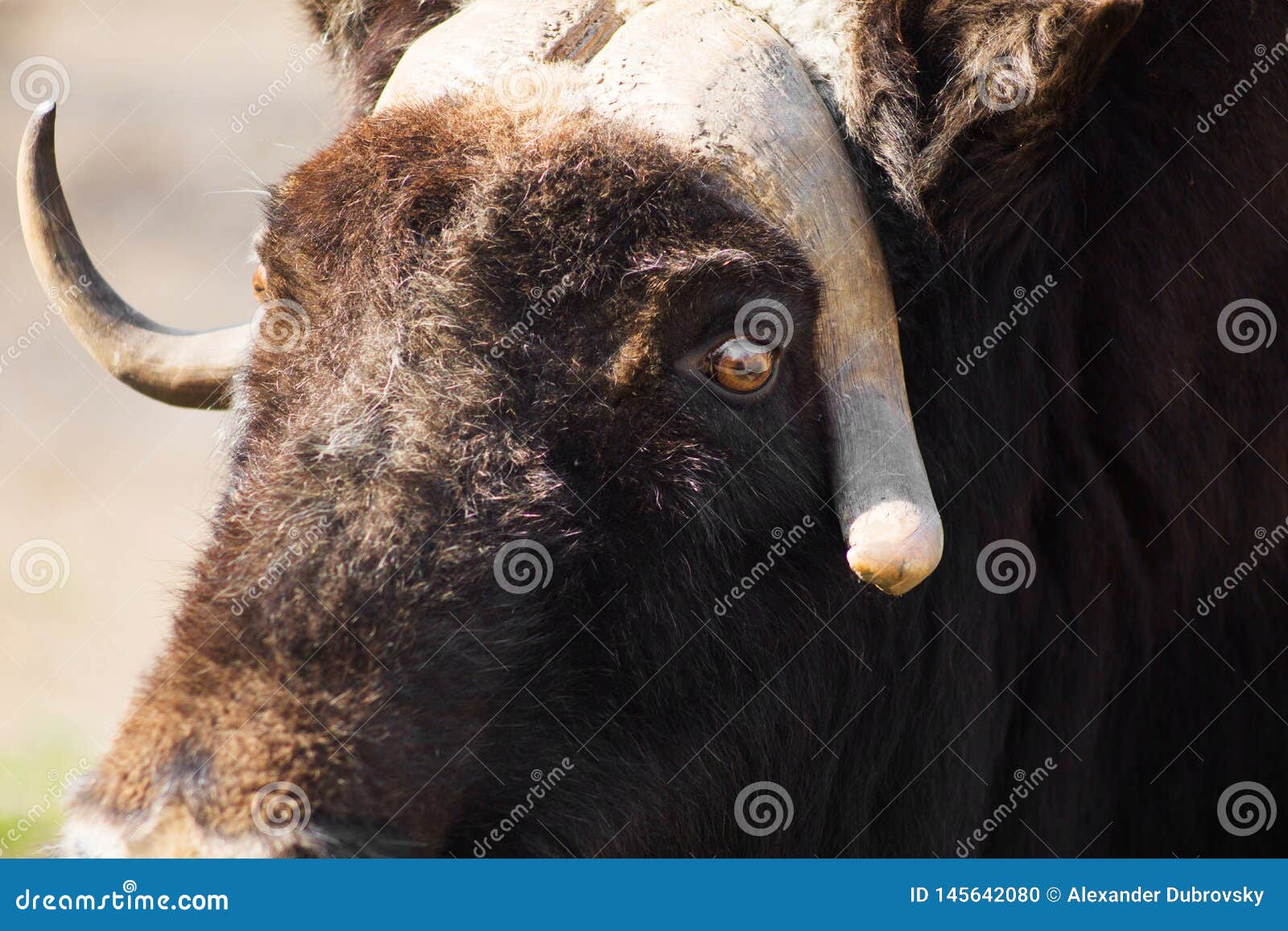 Wild Musk Ox in the Nature. Wildlife of Big Animals Stock Photo - Image of hoofed, animal: 145642080 Wild Musk Ox in the Nature. Wildlife of Big Animals Stock Photo - Image of hoofed, animal: 145642080