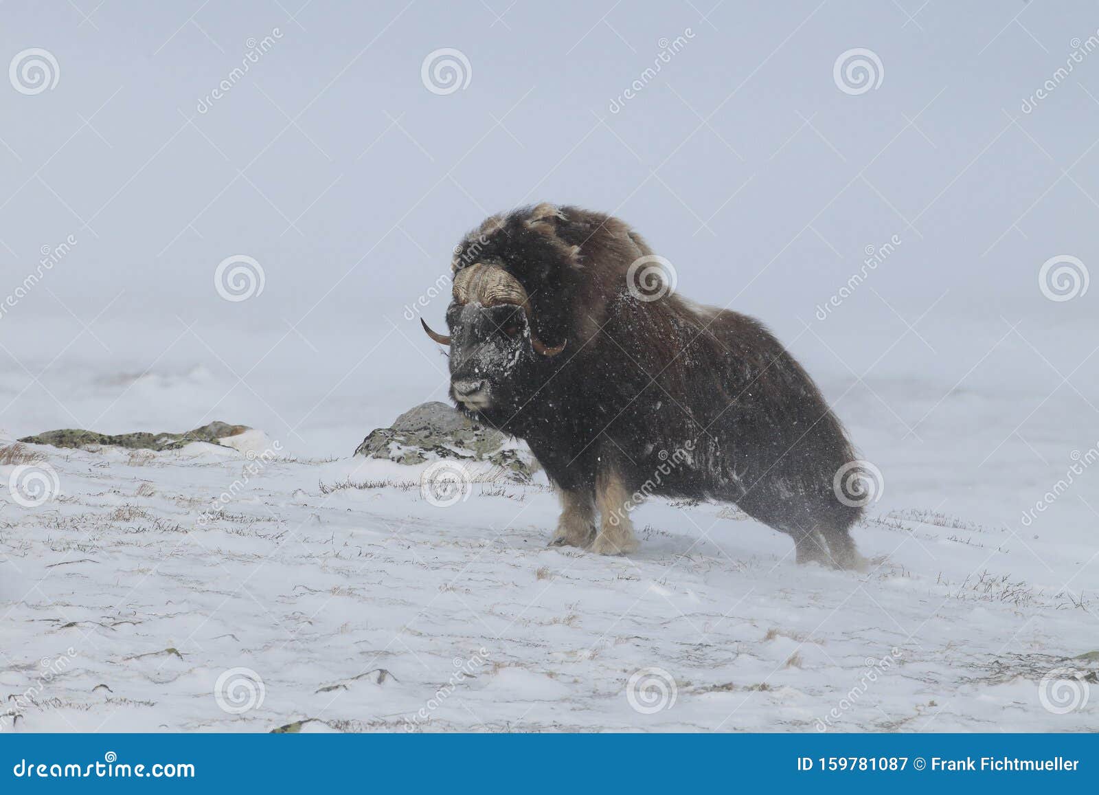 106,999 Wild Beast Stock Photos - Free & Royalty-Free Stock Photos from  Dreamstime