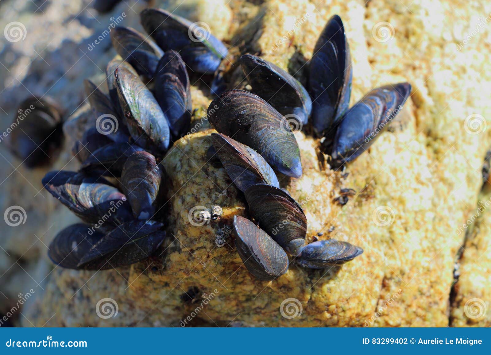 Wild mussels on rocks stock photo. Image of rock, tide 83299402