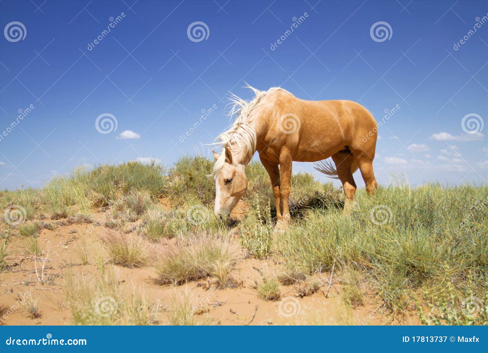 Wild mustang horse stock image. Image of grass, wind - 17813737