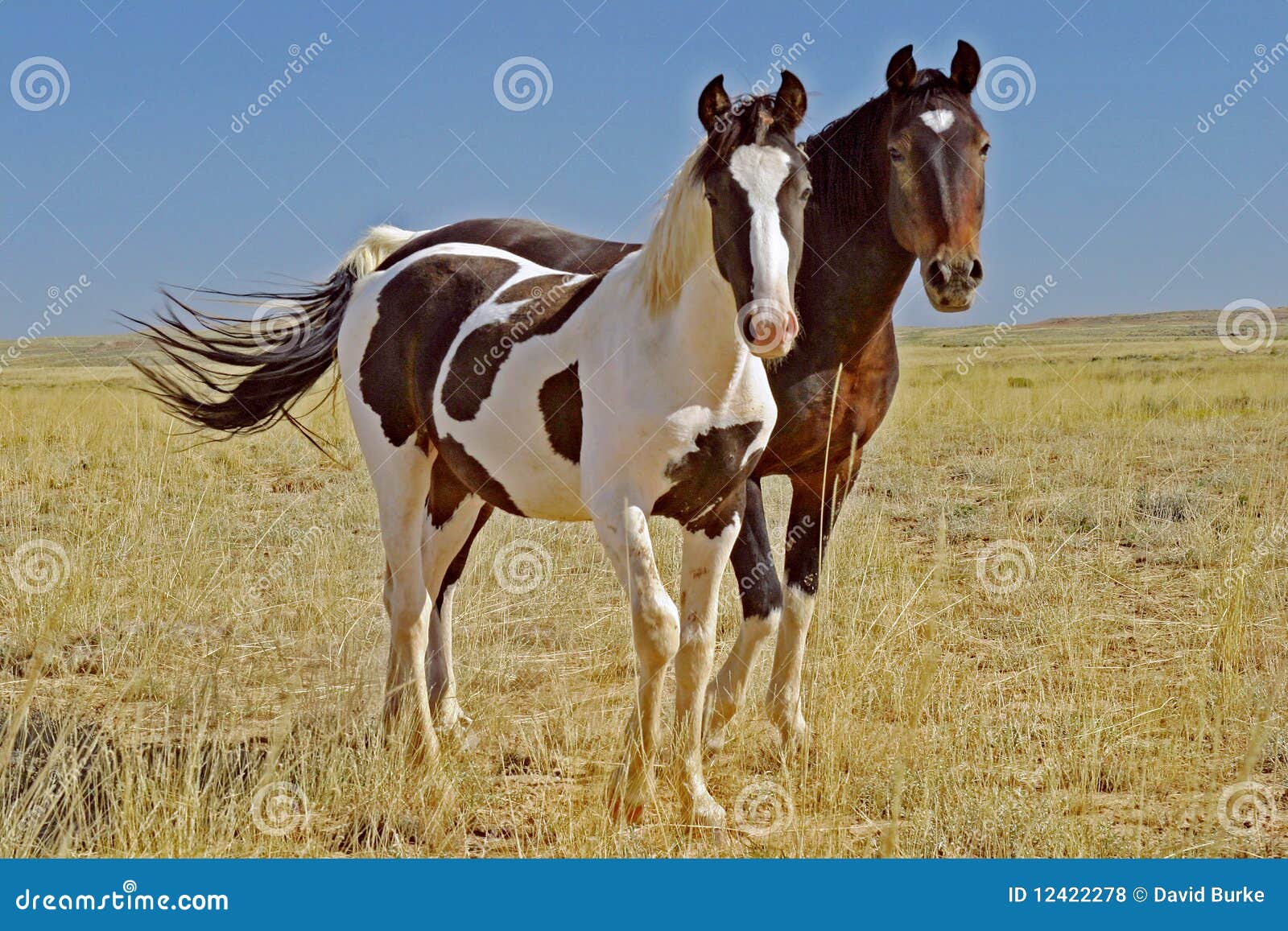 wild mustang pinto paint horse mare colt foal nature