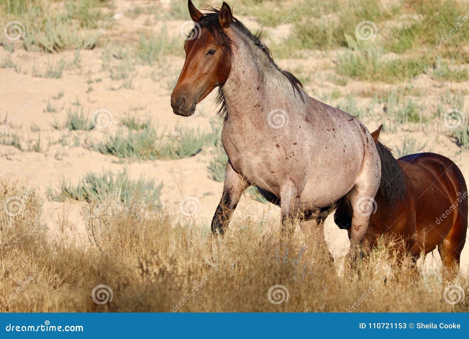 Wild Mustang Mare In Nevada Desert Followed By Her Stallion Royalty ...