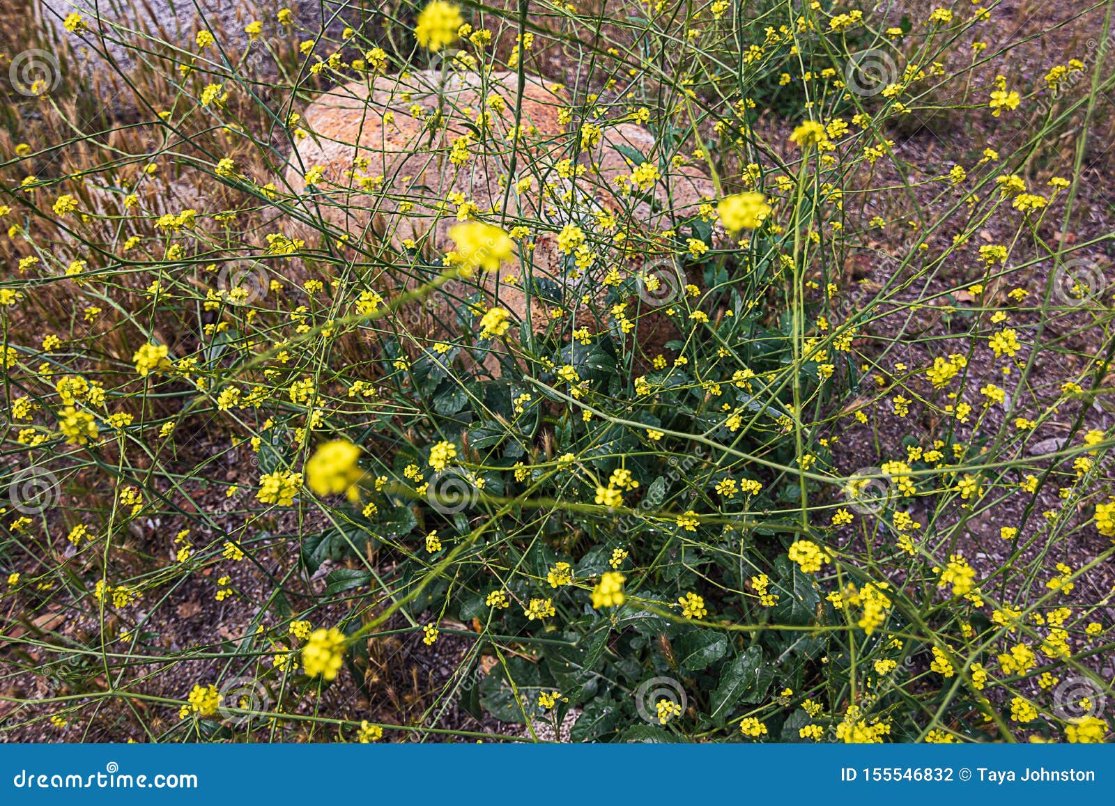 Wild Mustard in Open Field with Rocks and Foxtail Grass Stock Photo