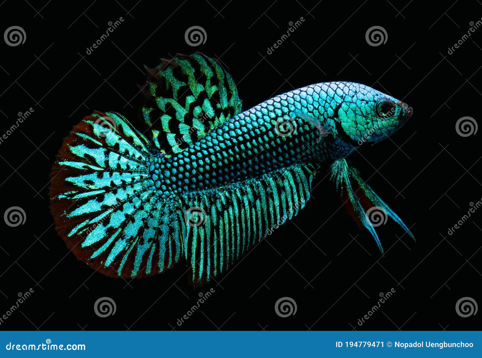 wild fighter fish