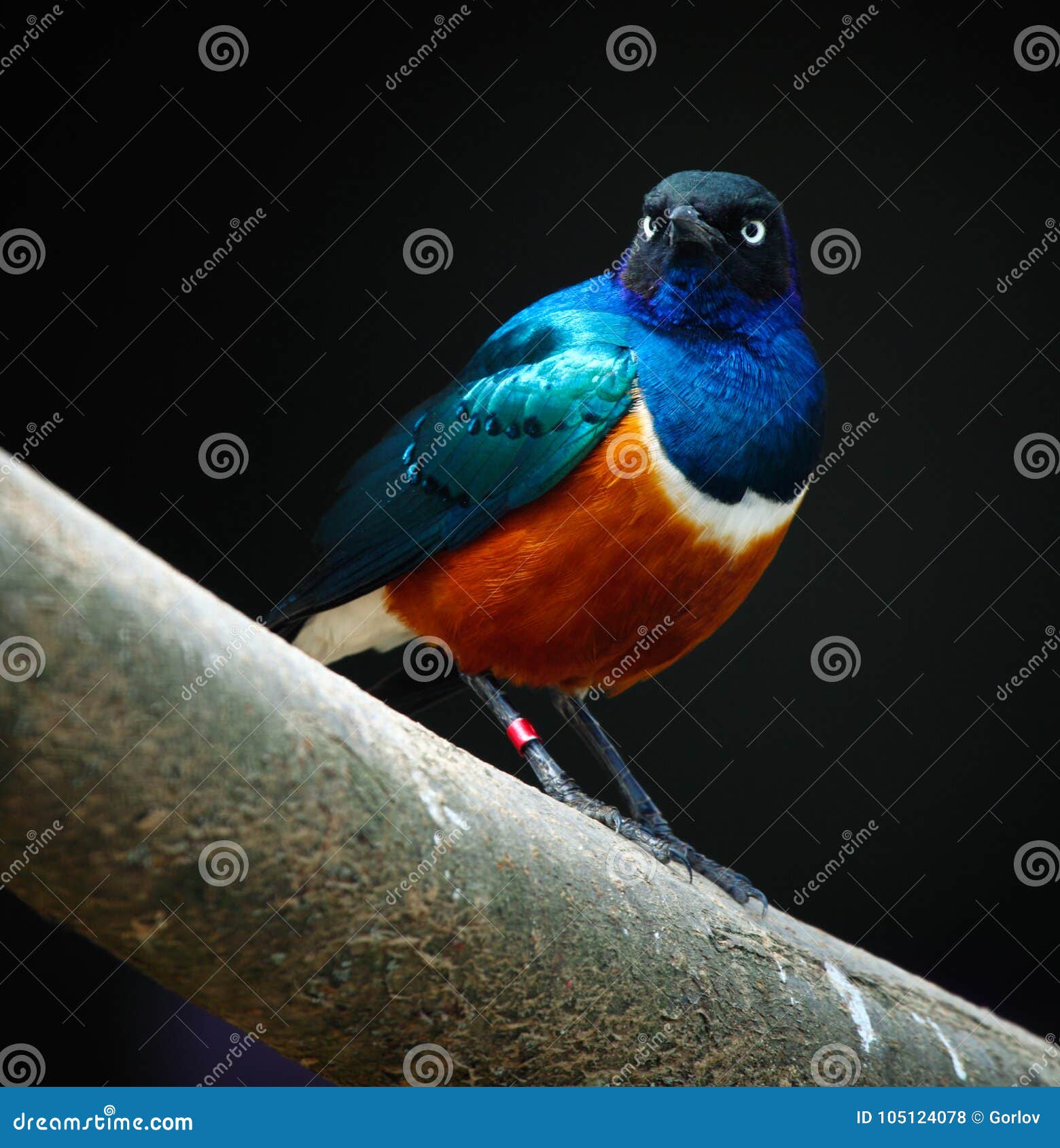 Wild Nature Tropical Blue Bird Black Background Stock Photo Image of