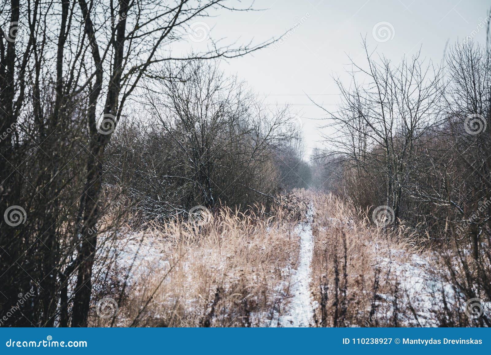 Wild Nature Winter Pathway in Winter Stock Image - Image of path, tree ...