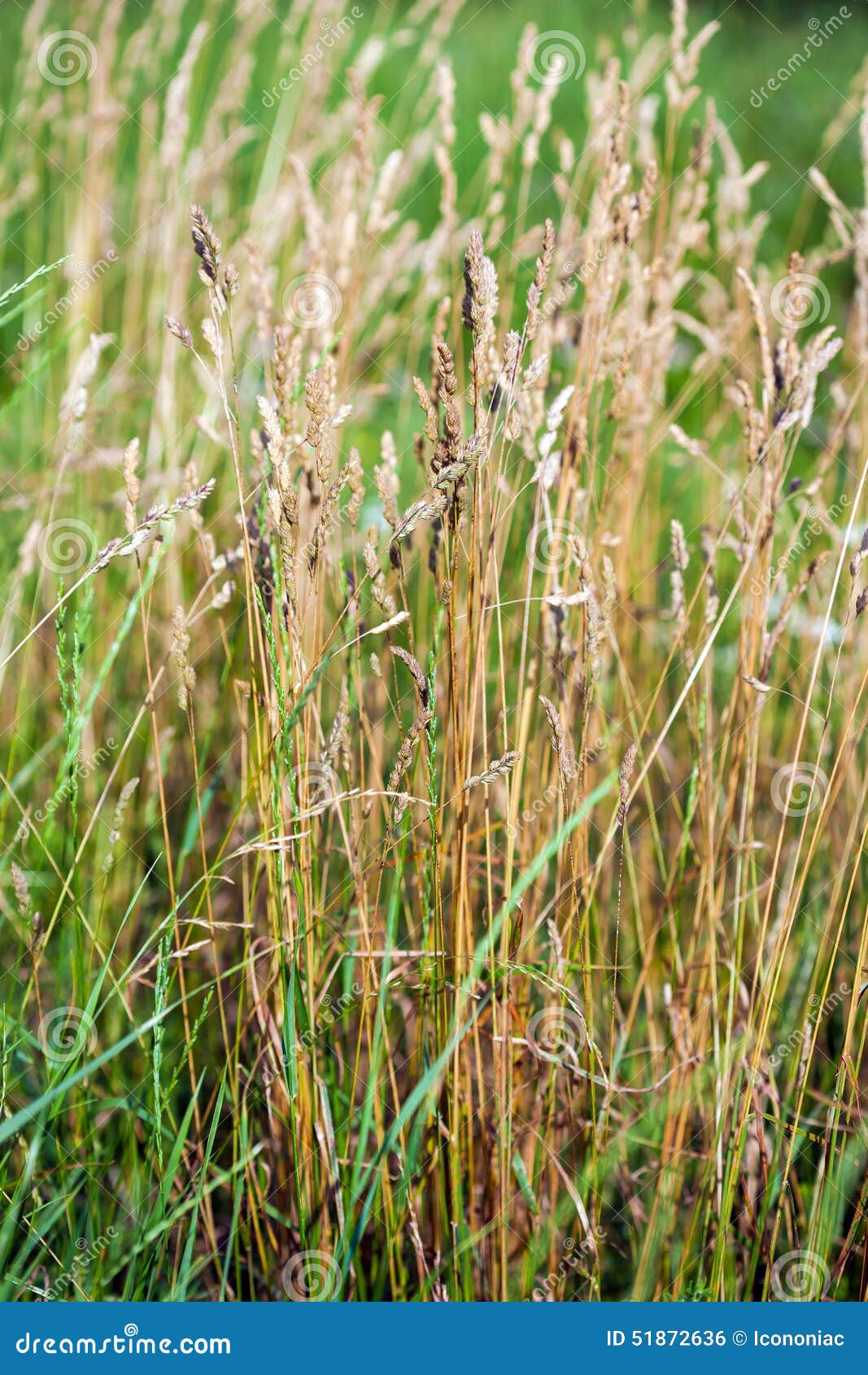 Wild Needle Grass, Nassella Tenuissima Stock Photo Image of colorful