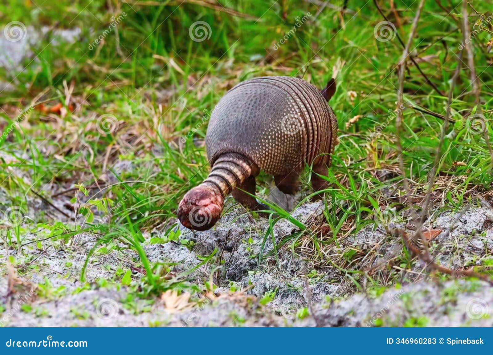 wild 9 nine banded armadillo - dasypus novemcinctus - with a large tumor growth or leprosy - mycobacterium lepraenative - on its