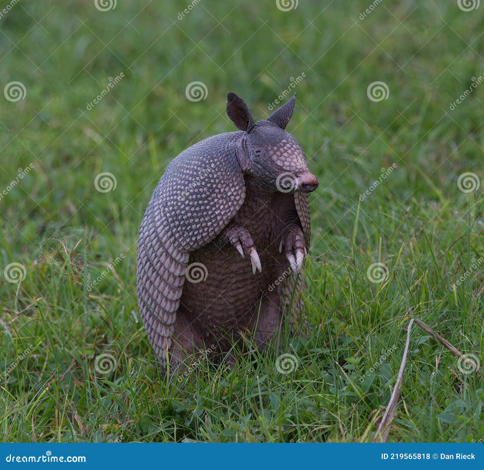 Armadillo Claw Stock Photos - Free & Royalty-Free Stock Photos from  Dreamstime