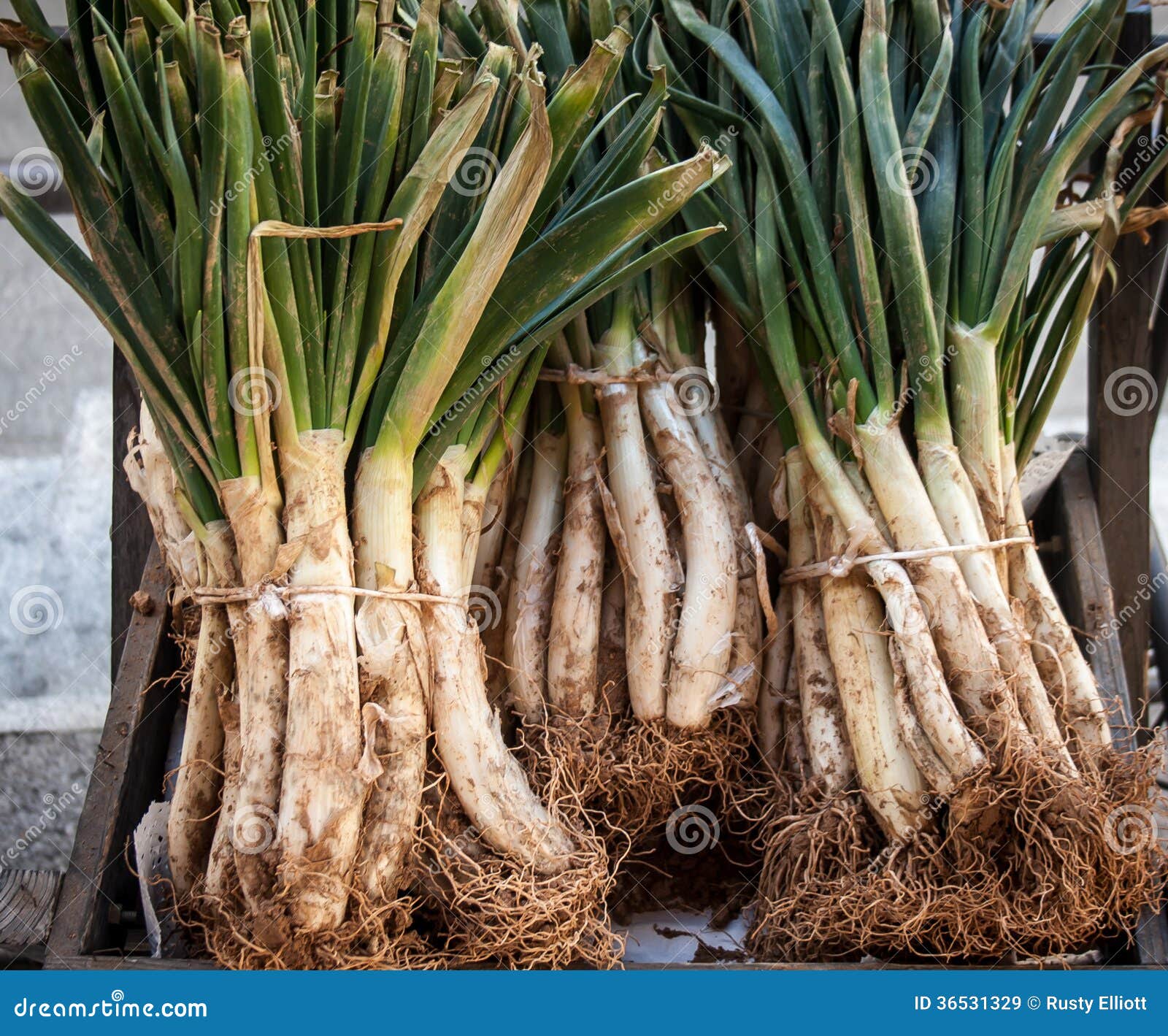 Wild onions stock image. Image of onions, herb, bunch 36531329