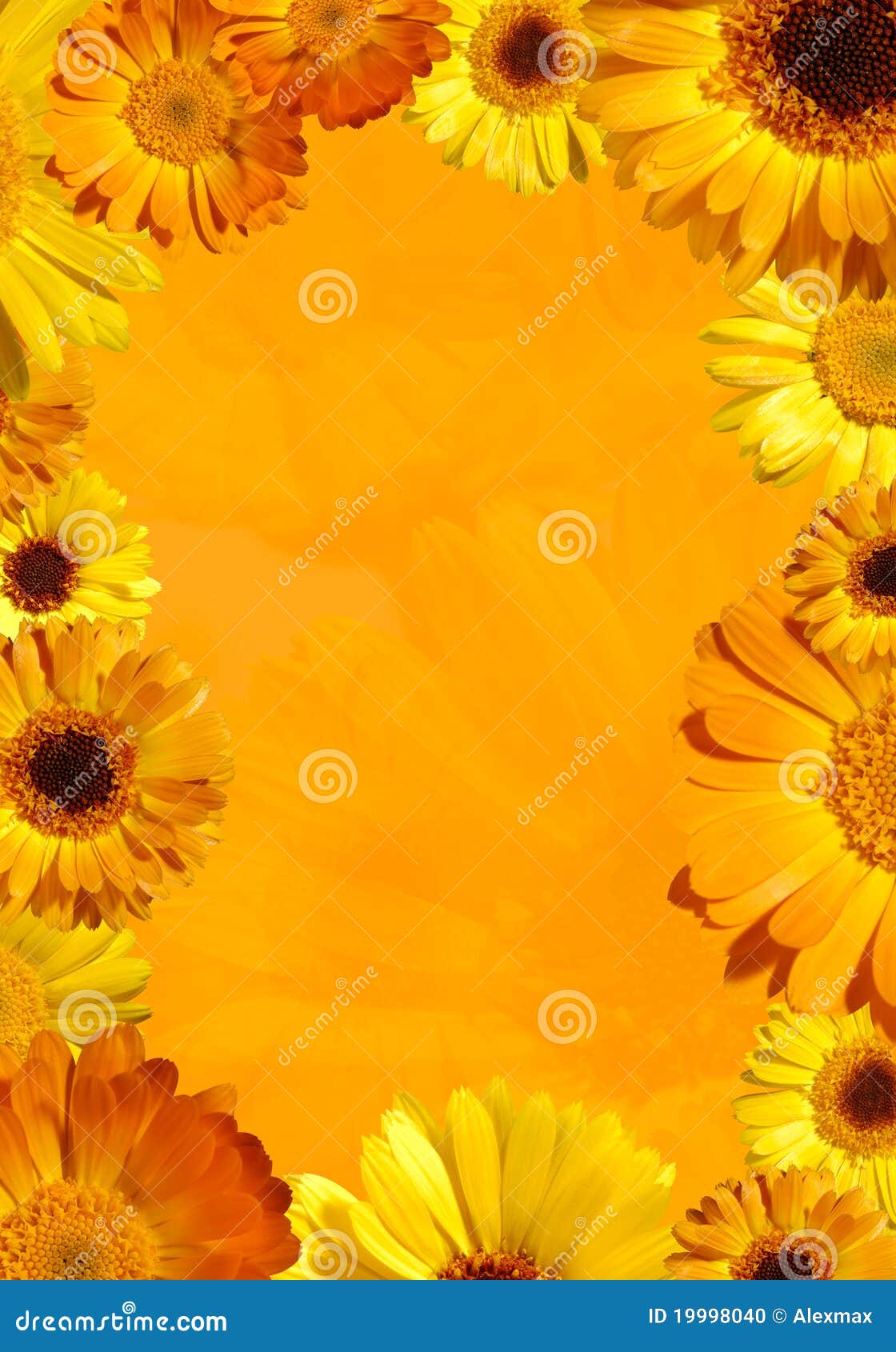Wild Orange Flower Background Stock Photo - Image of field, bright: 19998040