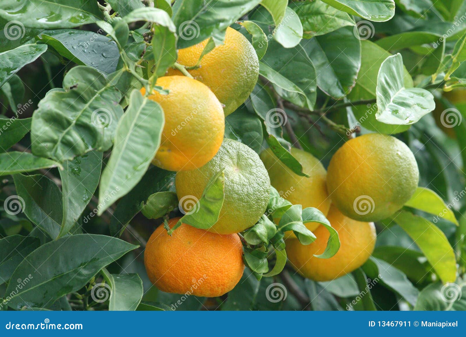Wild Orange Tree Stock Image Image 13467911