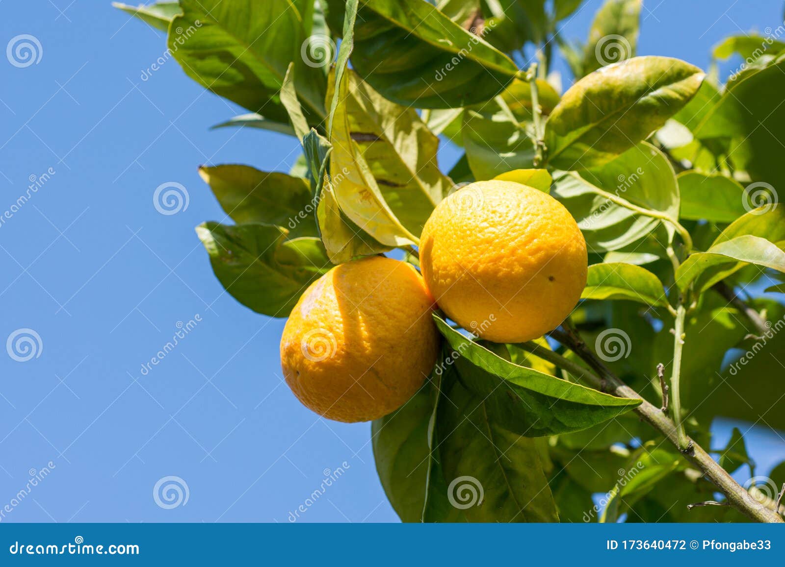 Wild Oranges Hanging in the Tree on Blue Sky Stock Photo Image of