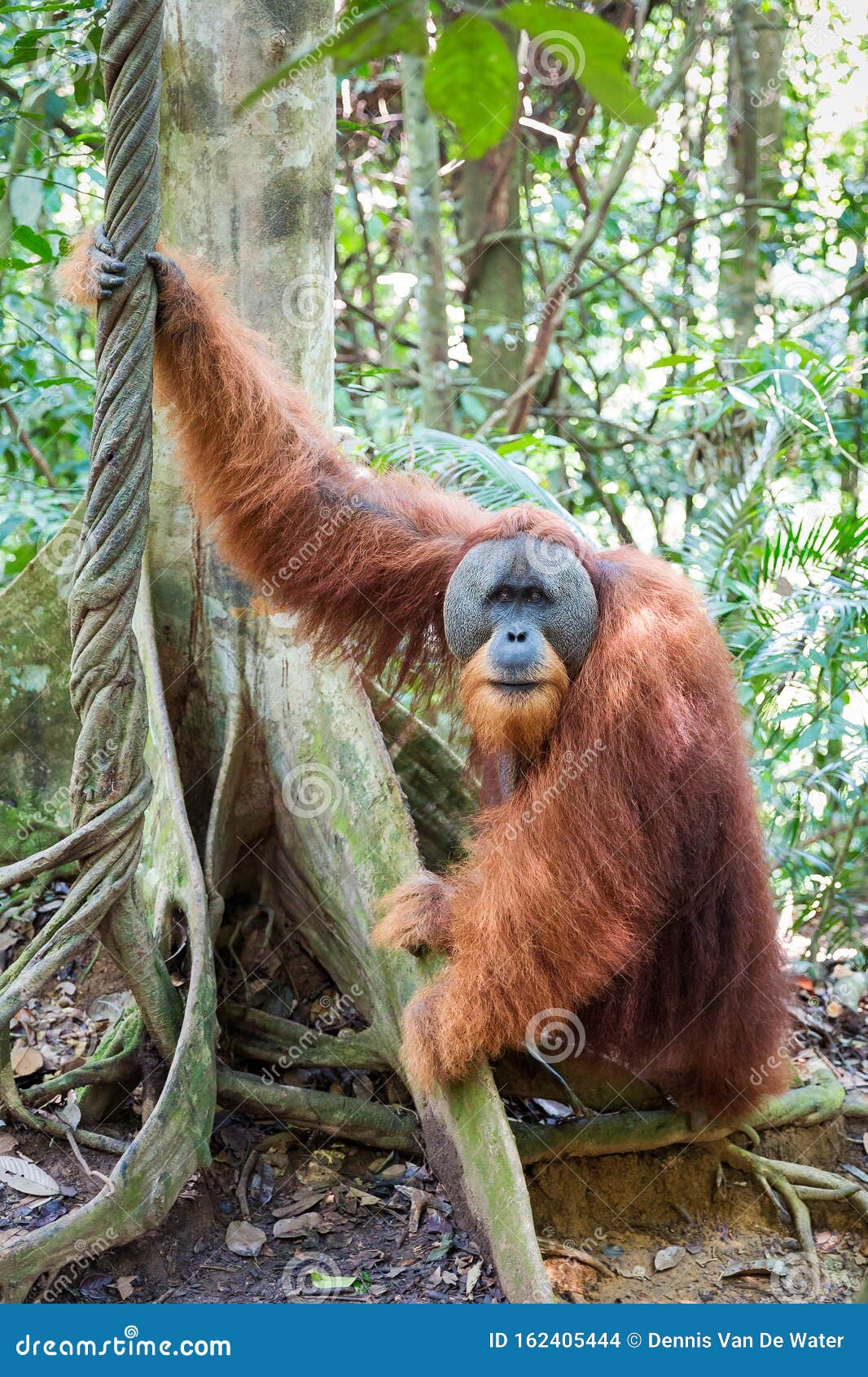  Wild Orangutan  looking stock photo Image of endangered 