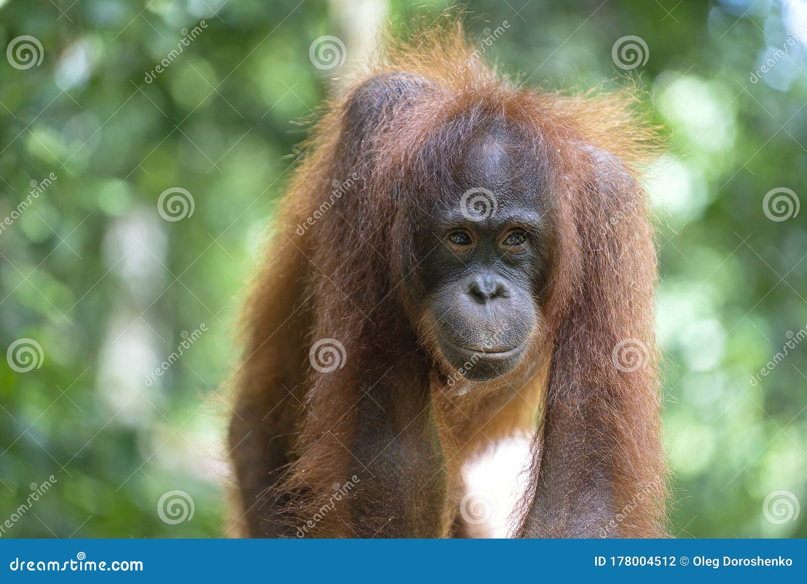  Wild Orangutan  In Rainforest Of Borneo Malaysia 