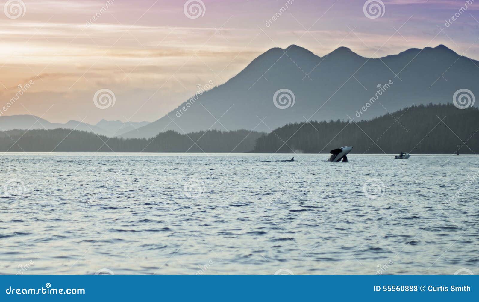 wild orcas breach swim with sunset mountains tofino british columbia