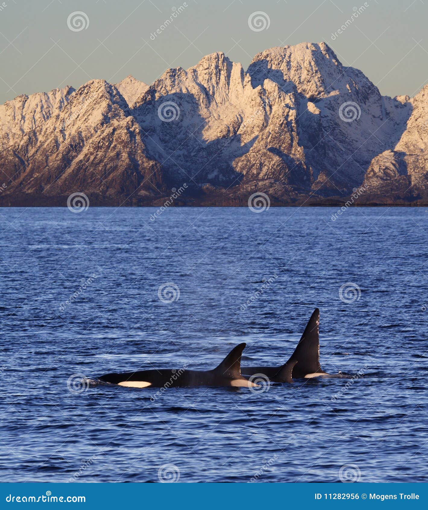 wild orcas, vestfjord, lofoten, norway